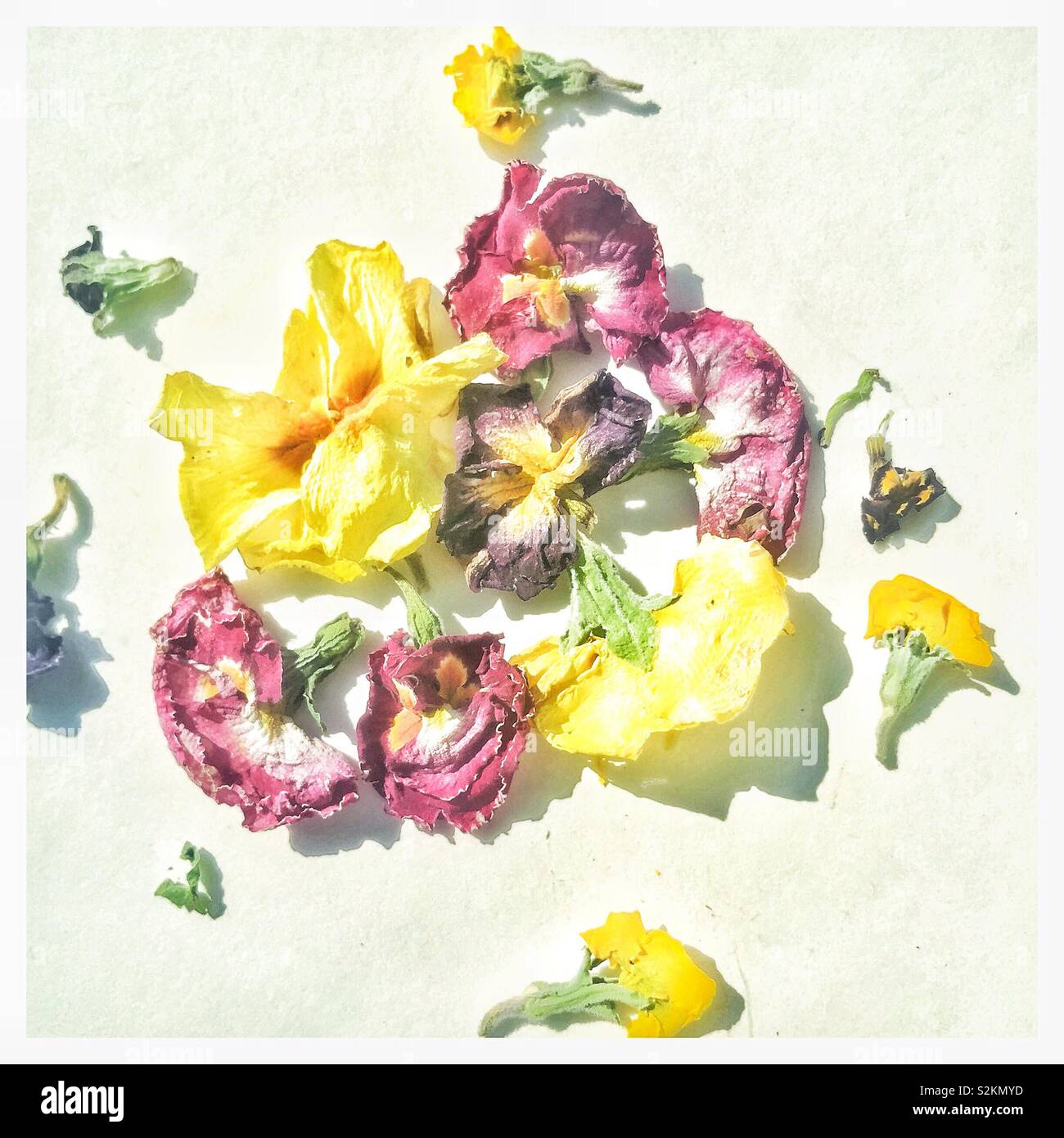Blasse Blüten. - Smartphone-aufgenommenes Stockfoto