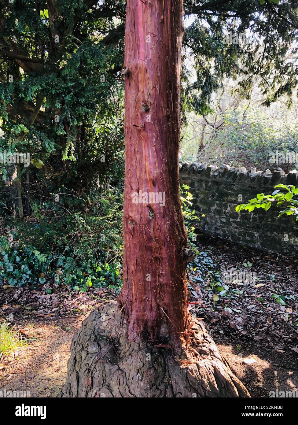 Redwood Baum hoch im Alten mangotsfield Station. Foto in Bristol GROSSBRITANNIEN Stockfoto
