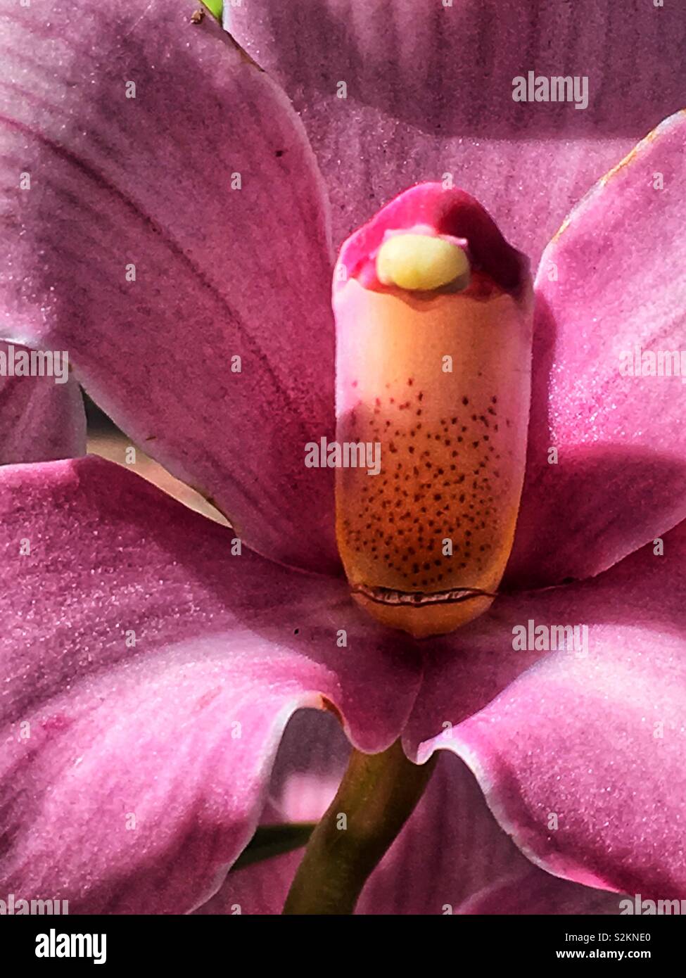 Full Frame Detailansicht eines perfekten rosa Orchidee in voller Blüte. - Smartphone-aufgenommenes Stockfoto