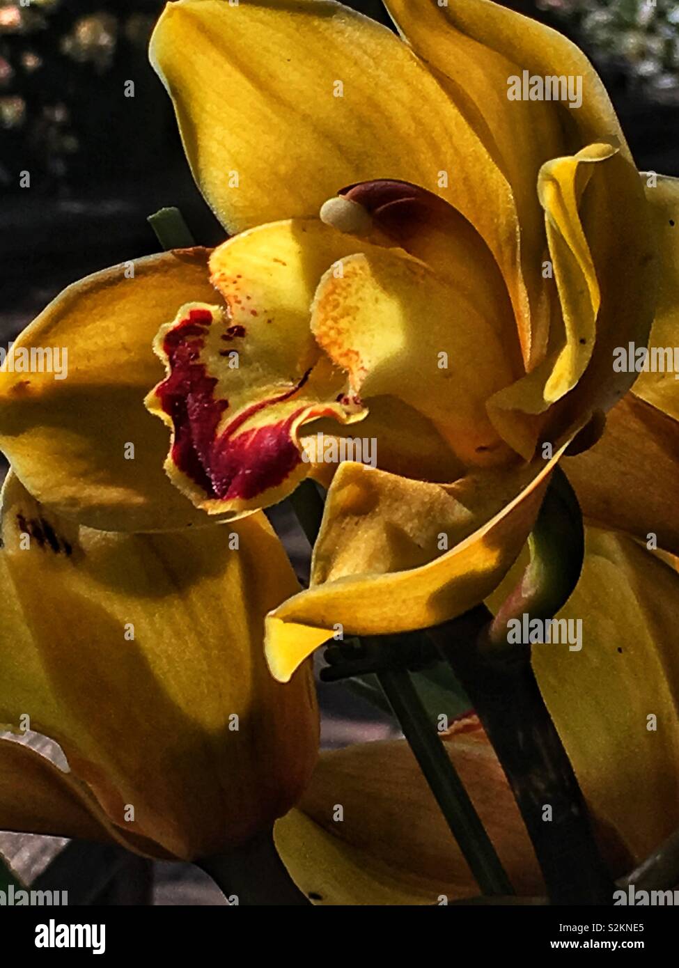 Full Frame Detailansicht eines perfekten gelbe Orchidee in voller Blüte. - Smartphone-aufgenommenes Stockfoto