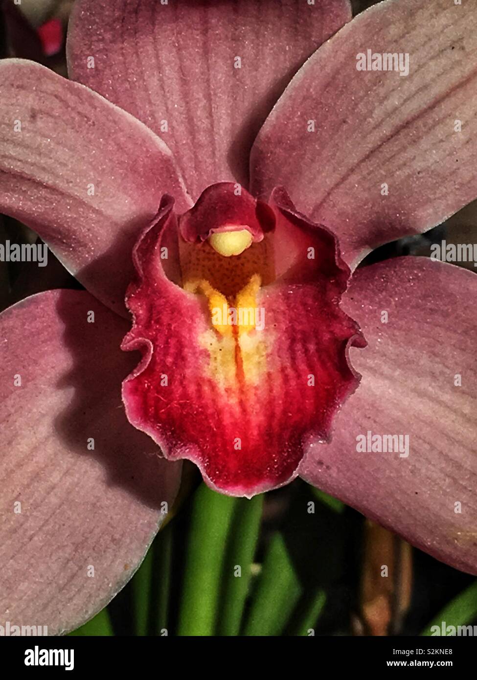 Full Frame Detailansicht eines perfekten rosa Orchidee in voller Blüte. - Smartphone-aufgenommenes Stockfoto