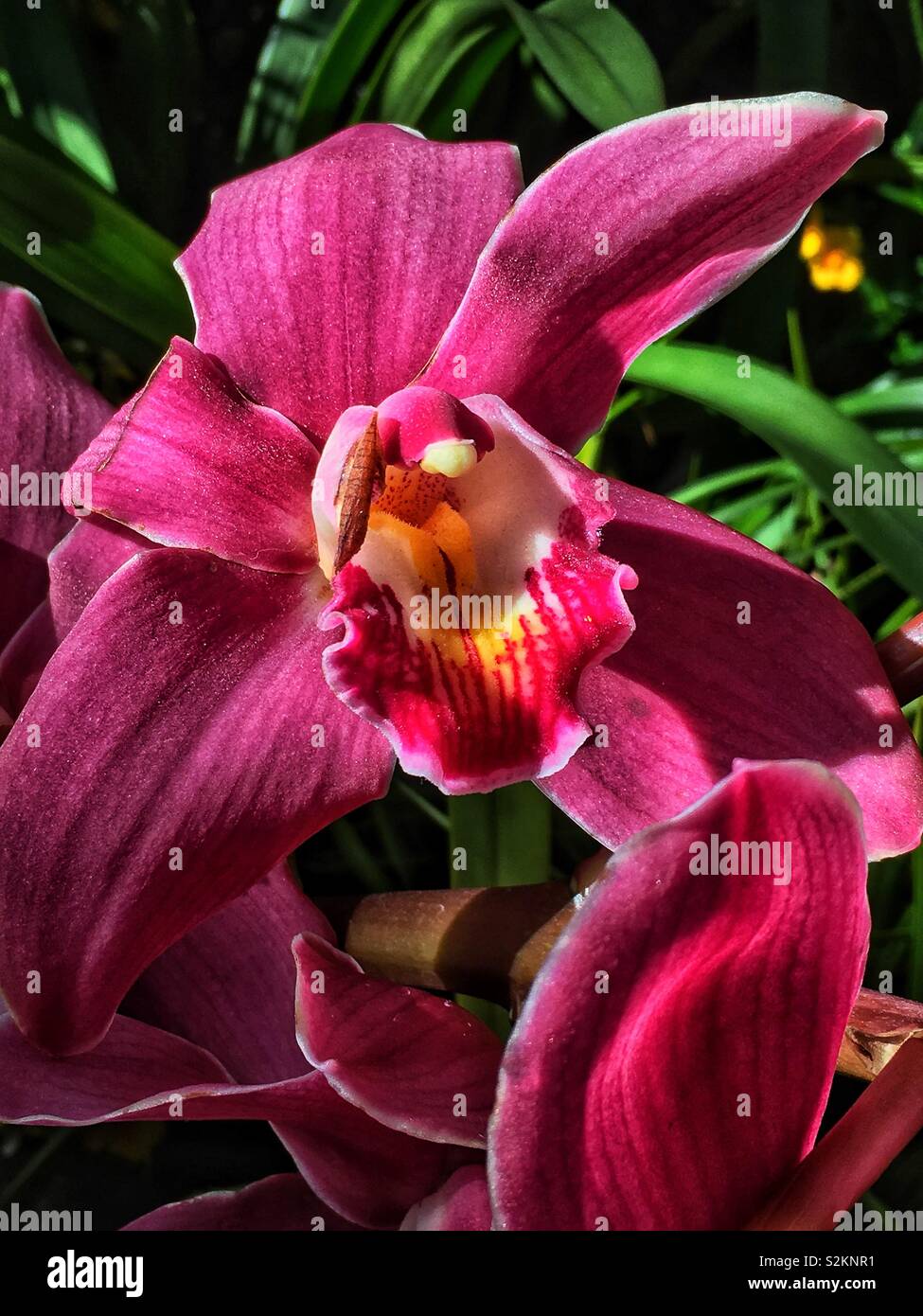 Atemberaubende rosa Orchidee in voller Blüte. - Smartphone-aufgenommenes Stockfoto