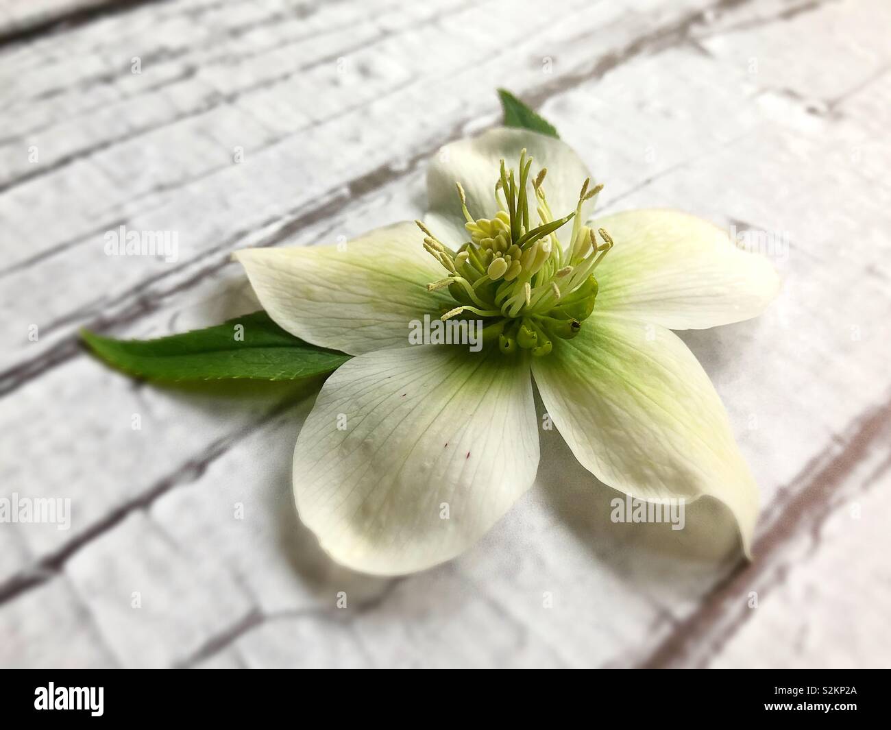 Ein Weißer Germer Blume. Stockfoto