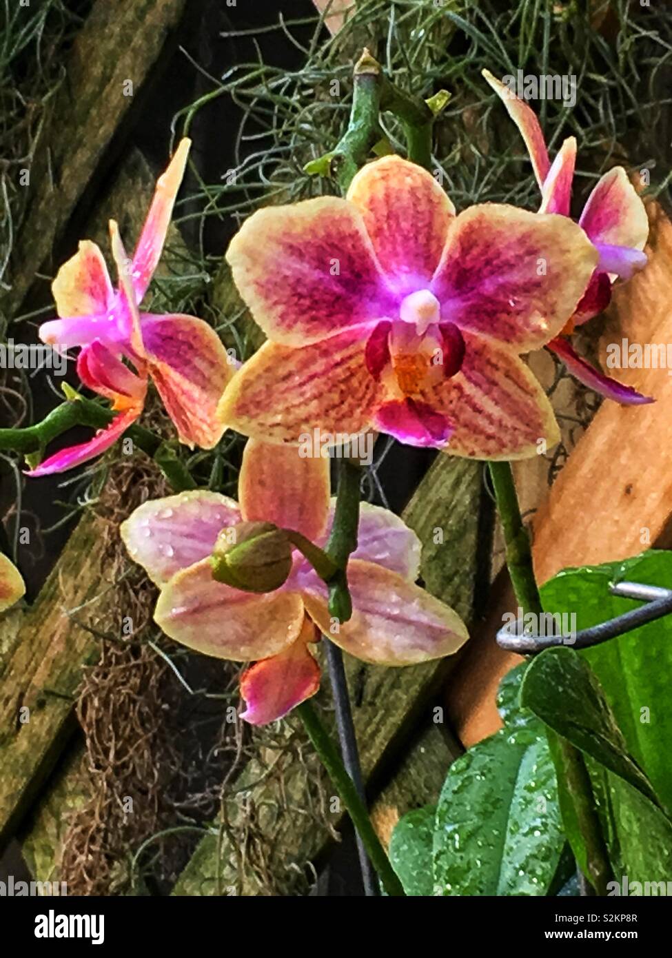 Perfekte Punk und orange Orchidee in voller Blüte. Stockfoto