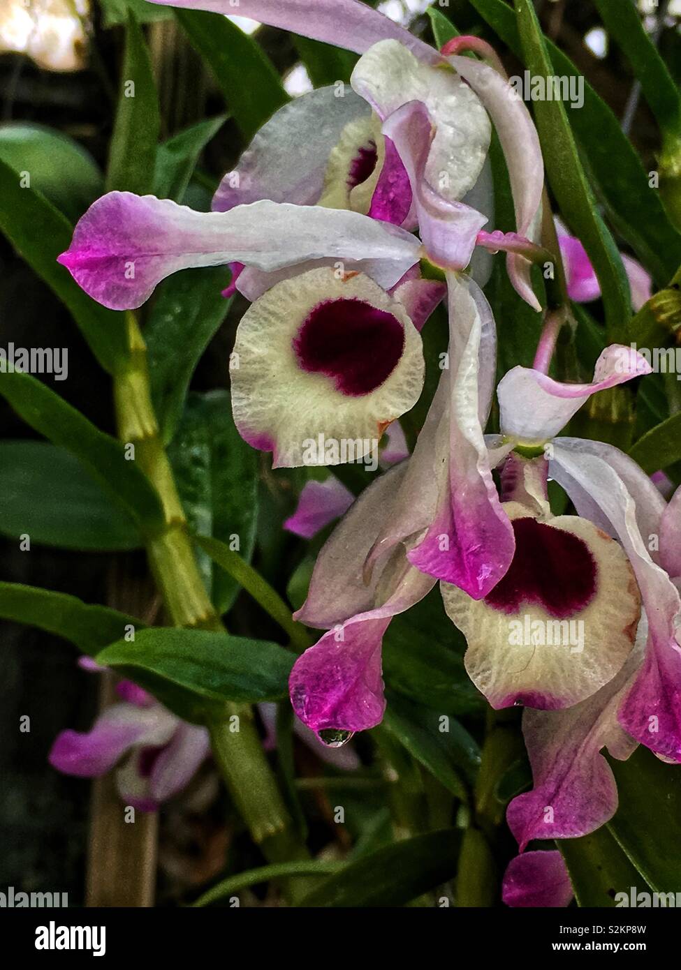 Perfekte ungewöhnliche rosa und weiße Orchidee in voller Blüte selten. - Smartphone-aufgenommenes Stockfoto