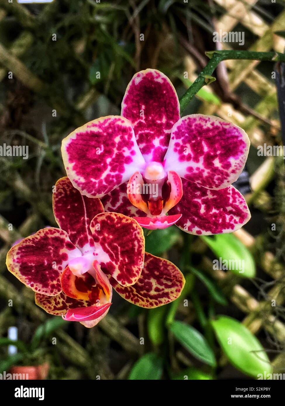 Dank Perfect Dark Pink gefleckt Weiße Orchidee in voller Blüte. - Smartphone-aufgenommenes Stockfoto