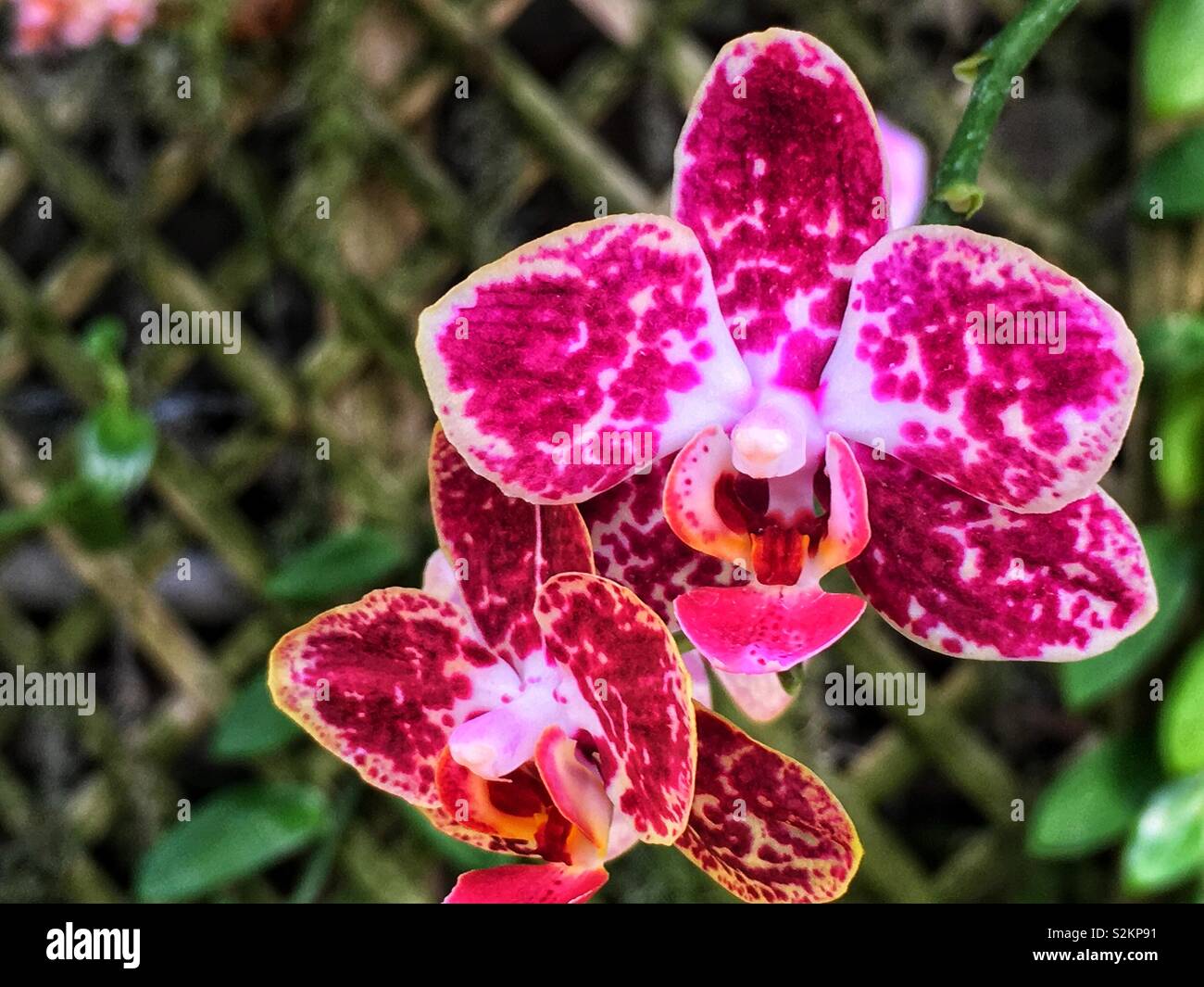 Perfect Dark Pink gefleckt Weiße Orchidee in voller Blüte selten. - Smartphone-aufgenommenes Stockfoto