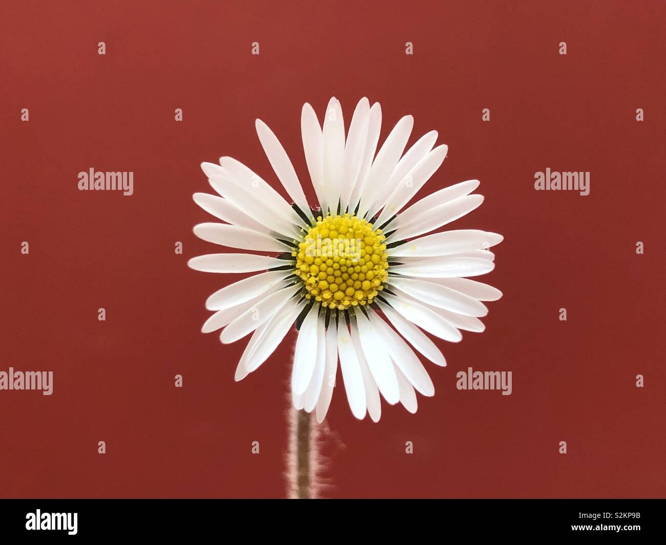 Daisy Flower auf dem iPhone X ohne Filter genommen - Smartphone-aufgenommenes Stockfoto