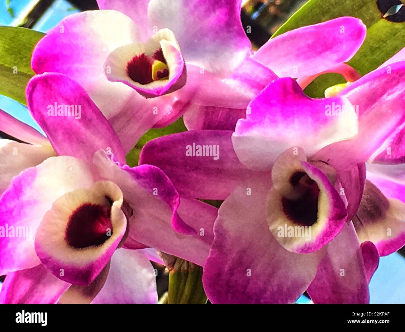Nahaufnahme von drei perfekt rosa und weiße Orchideen in voller Blüte im Garten wächst. Stockfoto