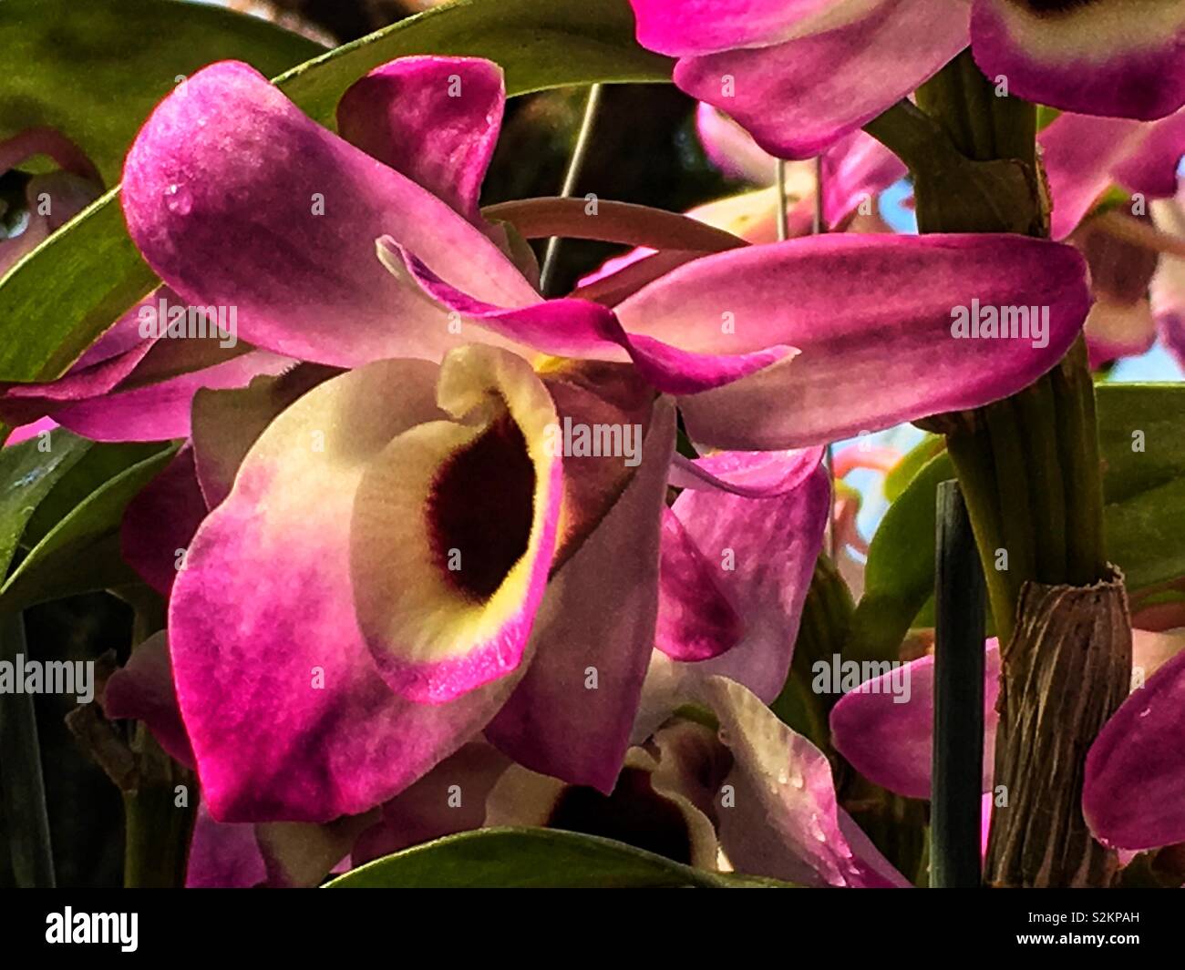 Dank Perfect rosa und weiße Orchidee in voller Blüte im Garten wächst. - Smartphone-aufgenommenes Stockfoto