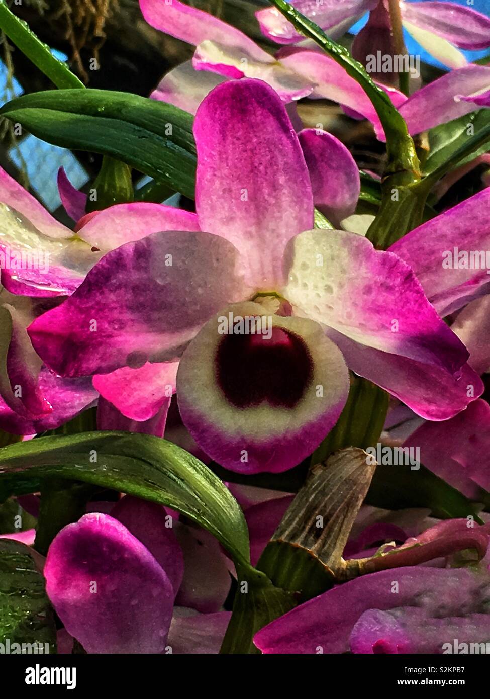Nahaufnahme eines perfekten rosa und weißen seltene Orchidee in voller Blüte im Garten wächst. - Smartphone-aufgenommenes Stockfoto