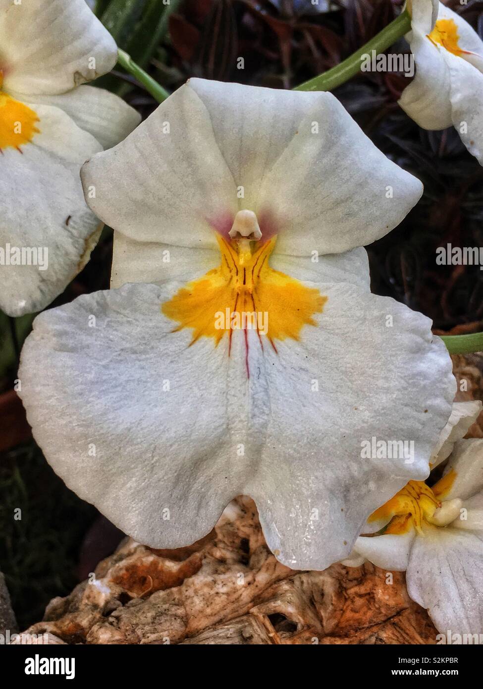 Sehr seltene perfekte gelbe und weiße Stiefmütterchen Orchidee in voller Blüte im Garten wächst. Stockfoto