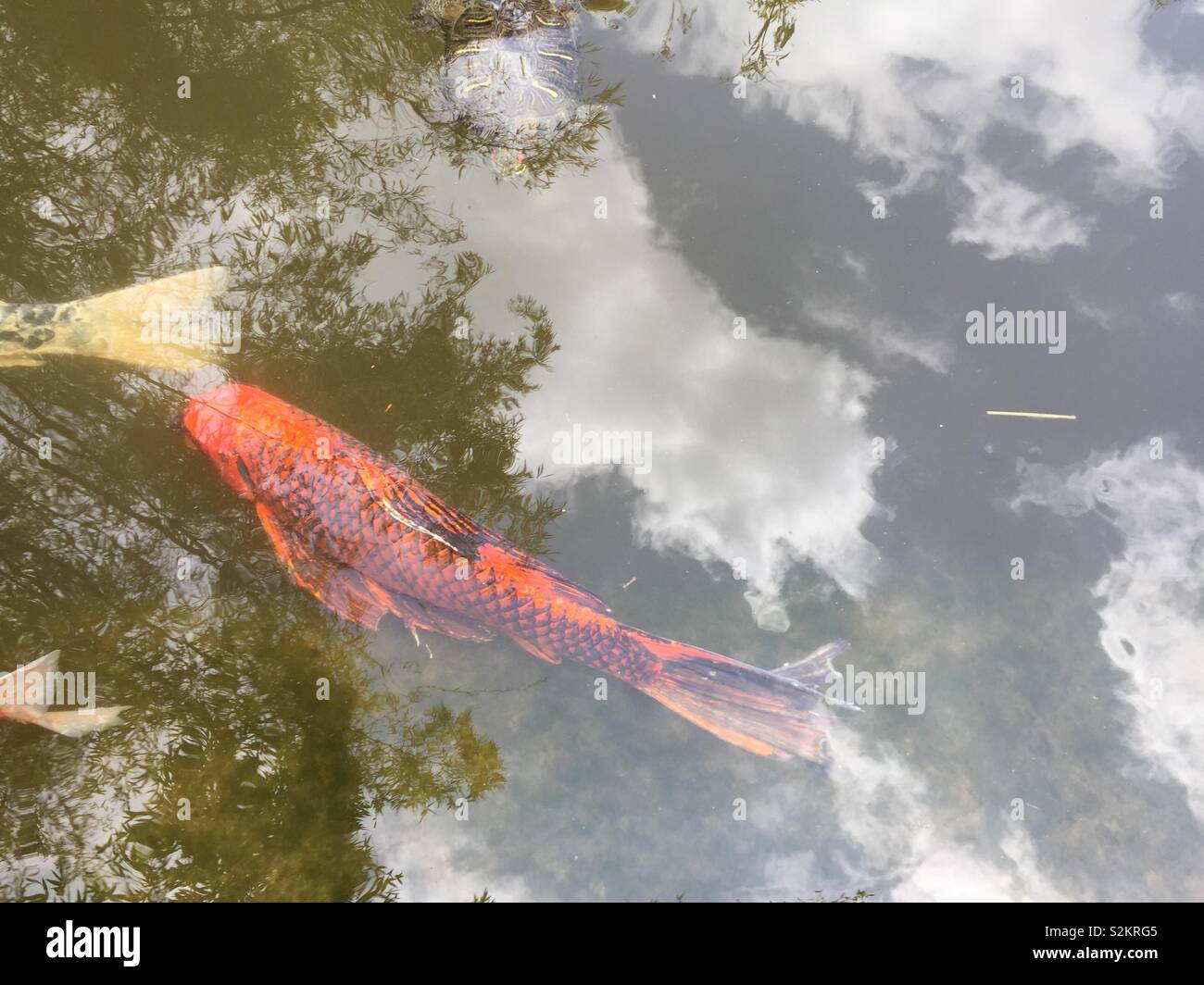 Fisch und orange Fotos und Bildmaterial in hoher Auflösung Alamy