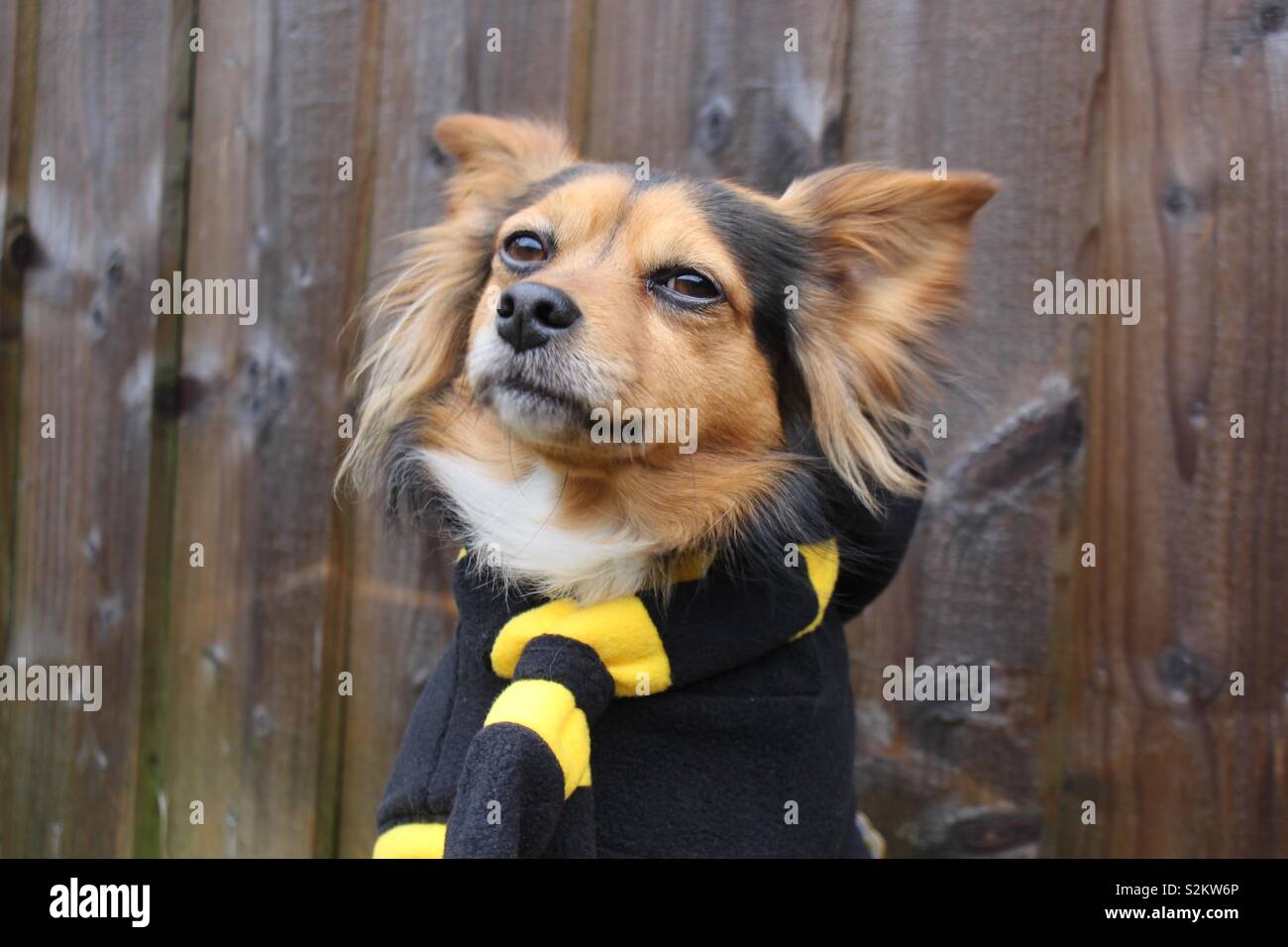 Hund mit Harry Potter Schal Stockfoto