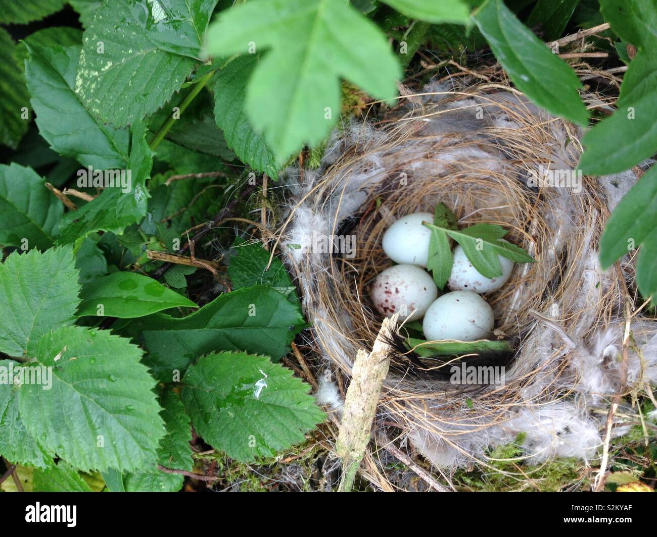 Birds Nest mit Eiern sitzen in einem Hedge Stockfoto