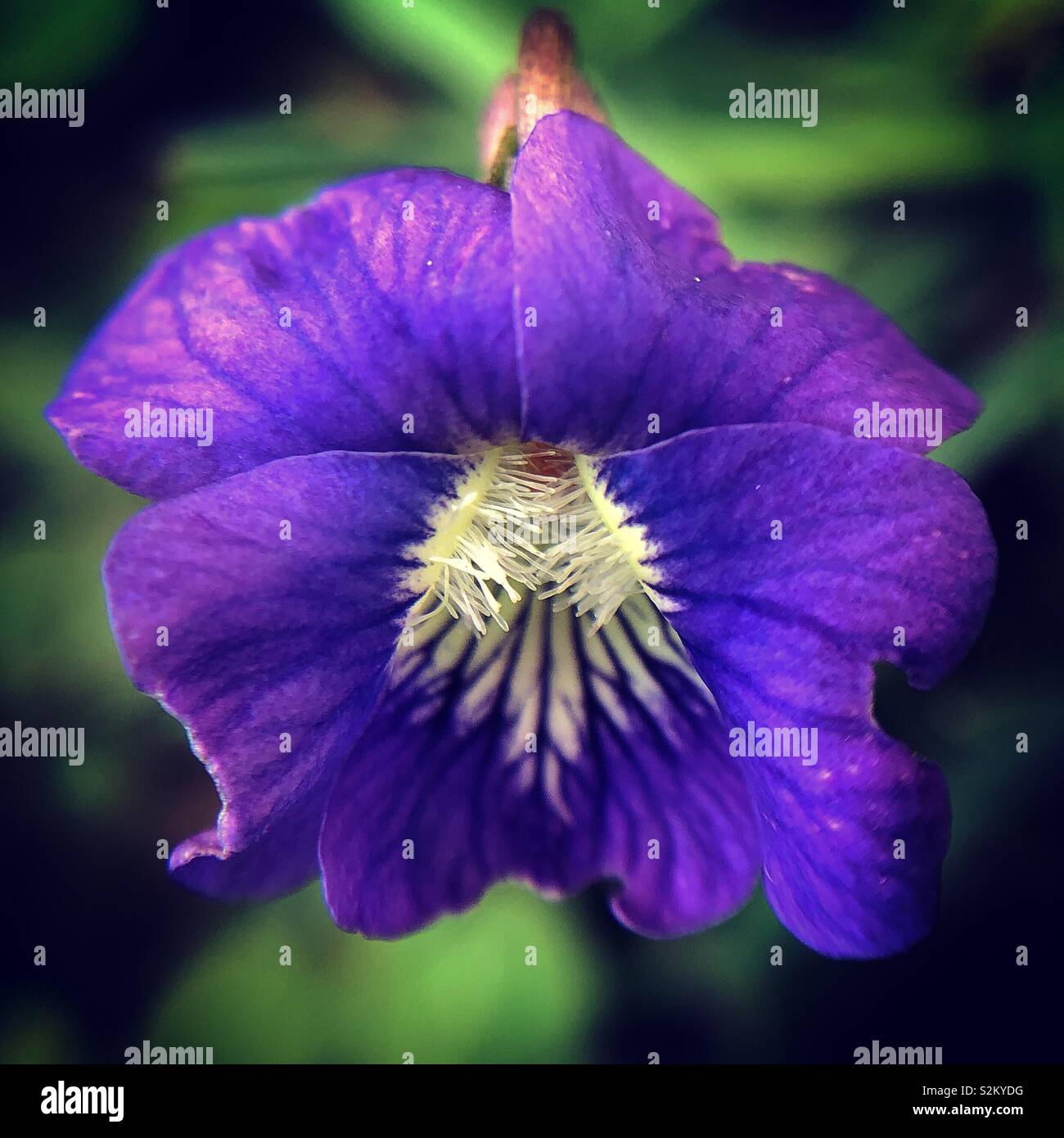 Gemeinsame Blau Violett, Honesdale, Pennsylvania Stockfoto