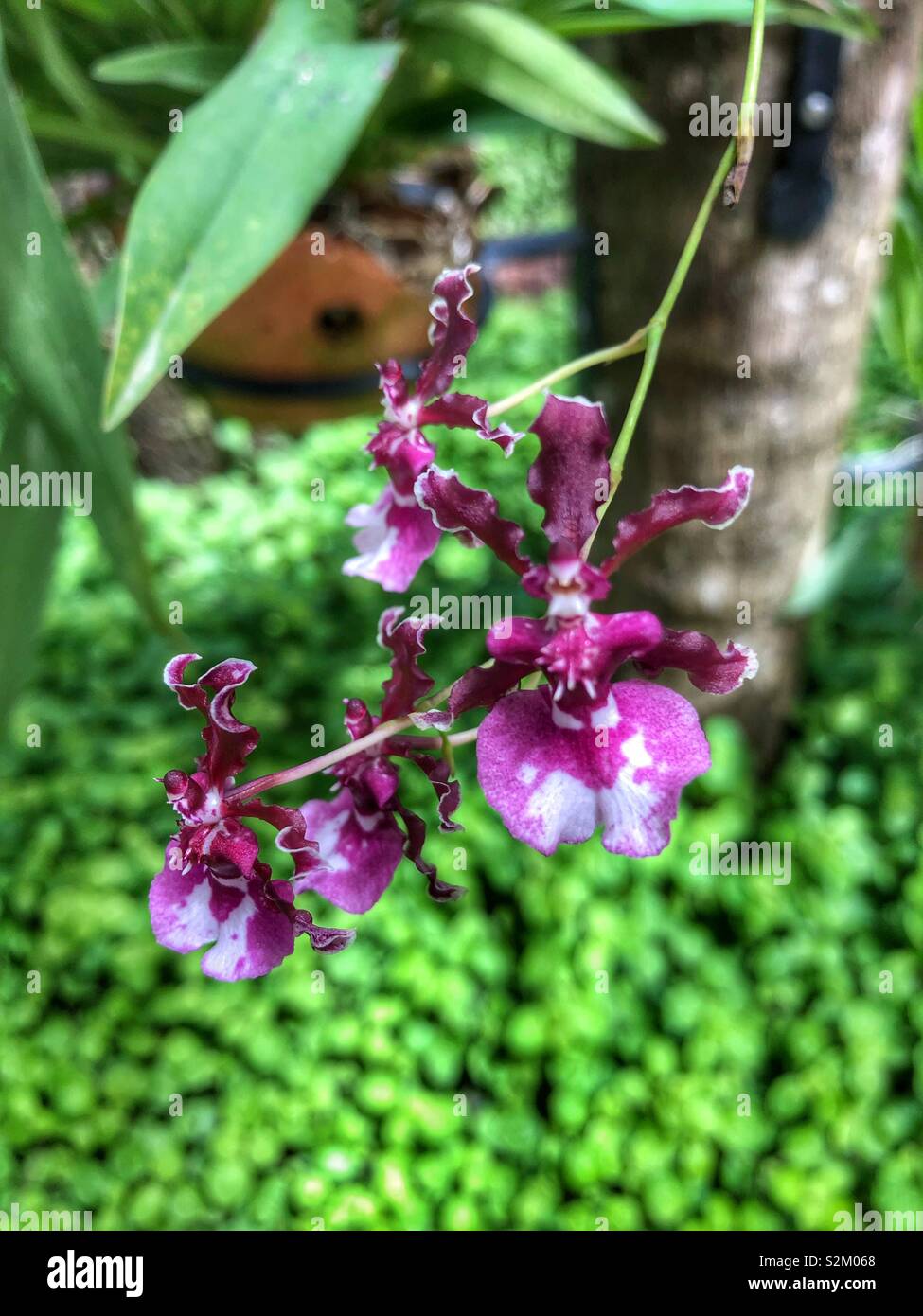 Zarte Orchideen Blüten. - Smartphone-aufgenommenes Stockfoto