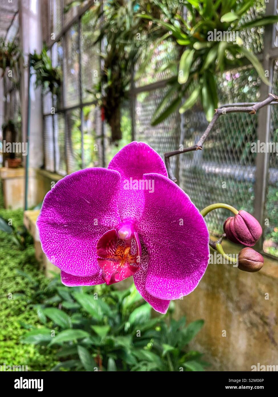 Ein helles lila Orchideen blühen. - Smartphone-aufgenommenes Stockfoto