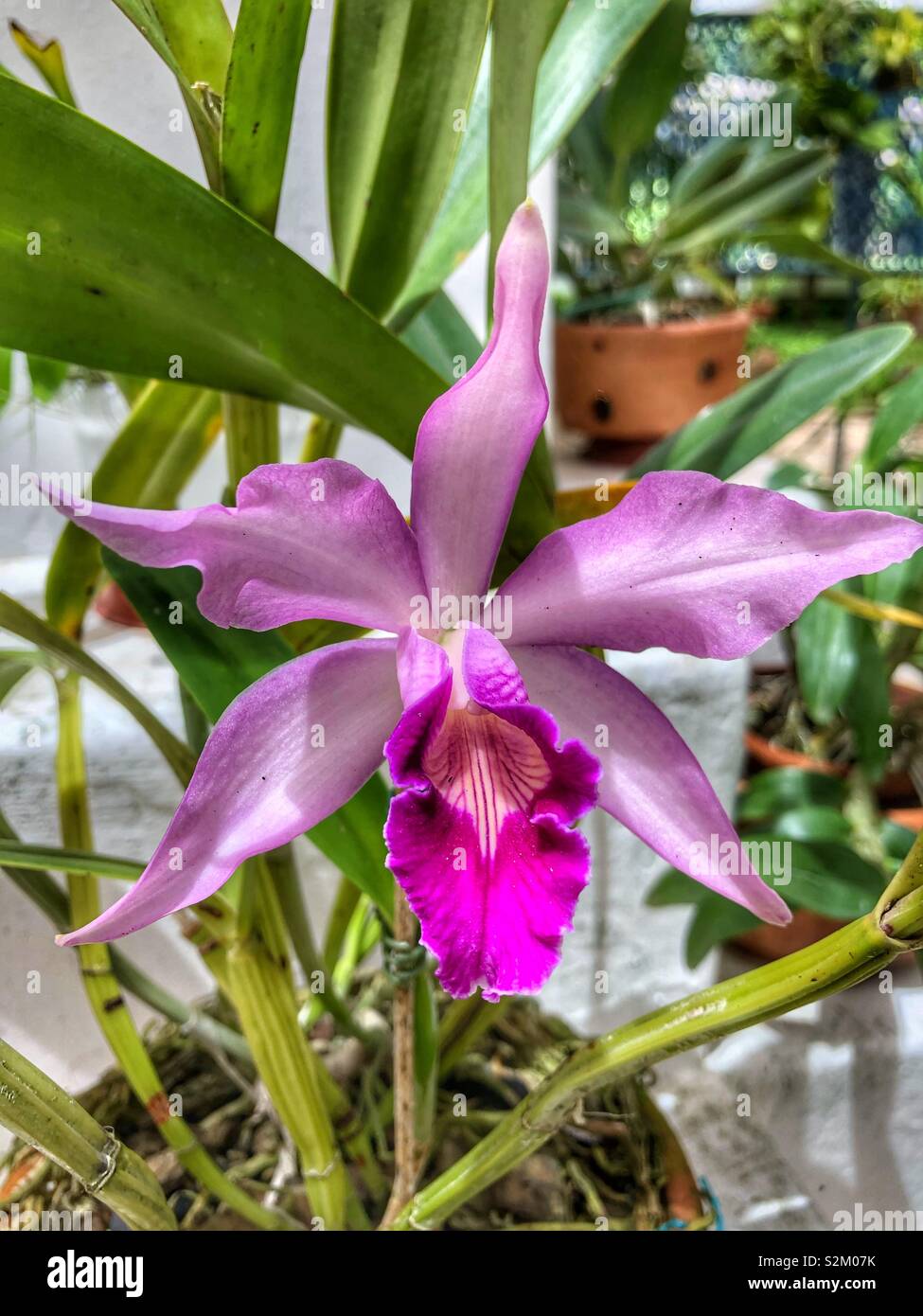 Ein zartes rosa Orchidee. - Smartphone-aufgenommenes Stockfoto