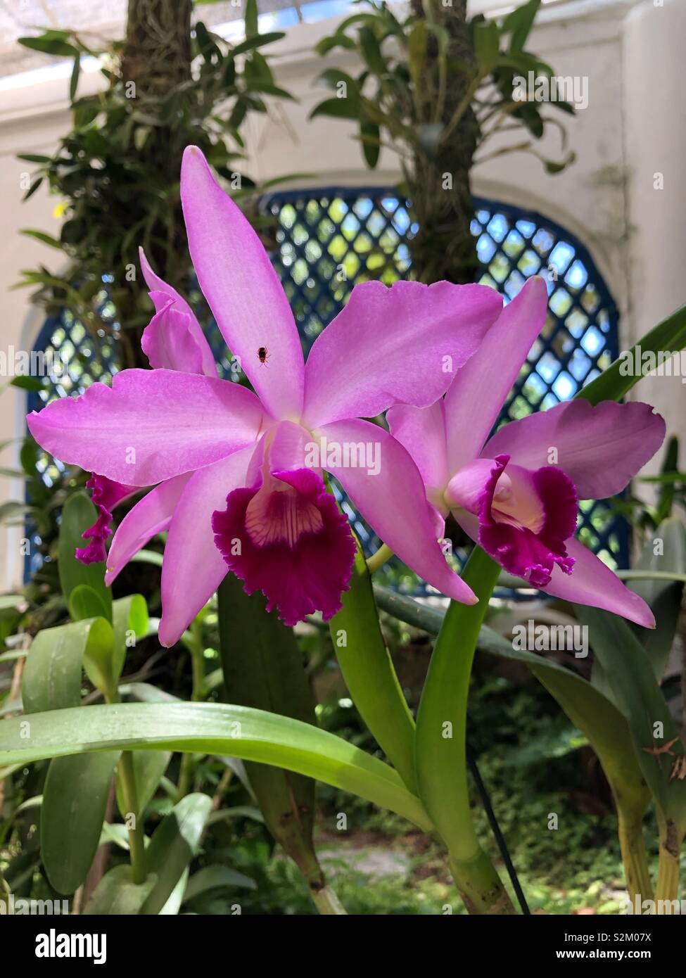 Ein zartes rosa Orchidee. - Smartphone-aufgenommenes Stockfoto