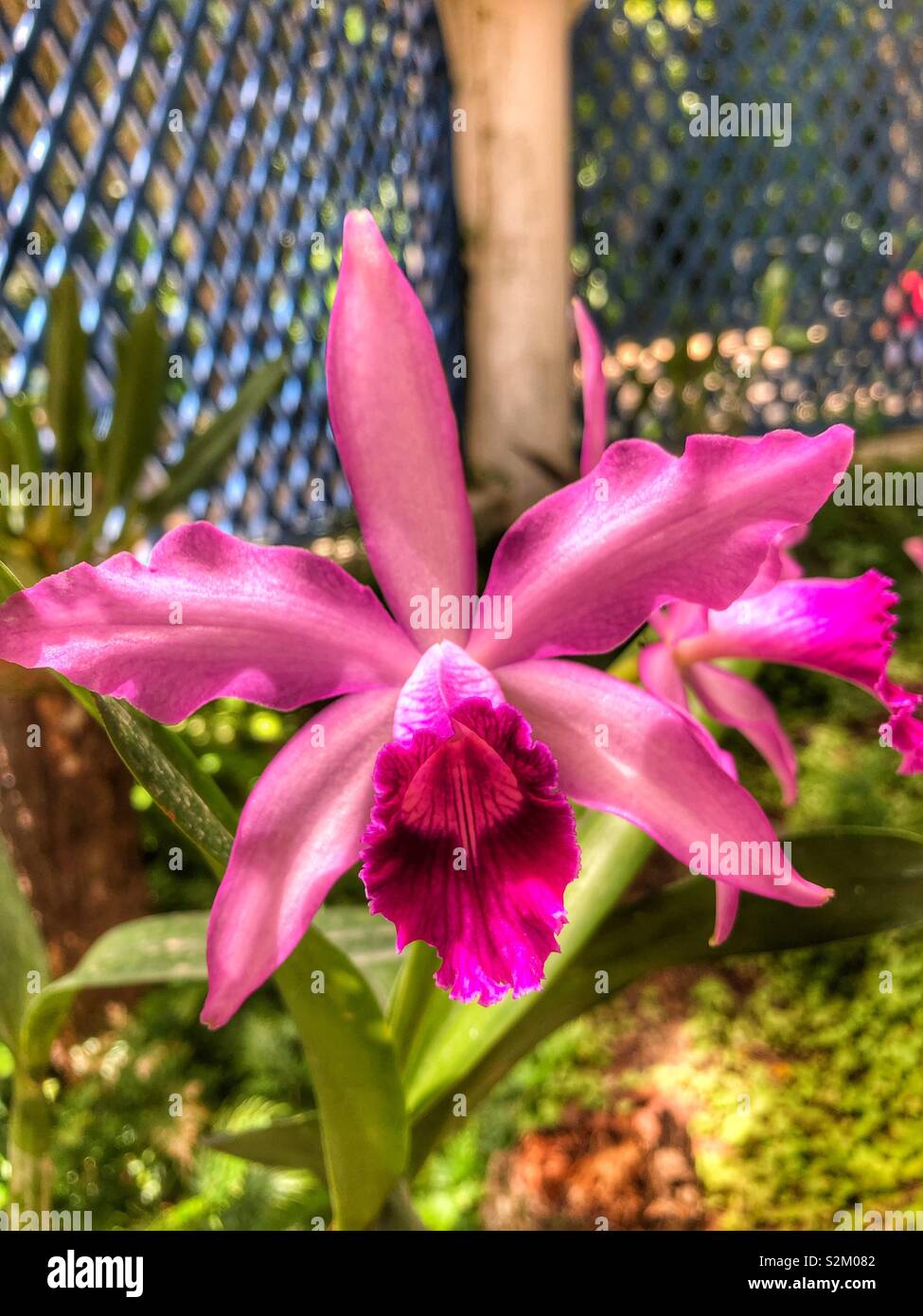 Eine Nahaufnahme eines hübschen rosa Orchidee. - Smartphone-aufgenommenes Stockfoto