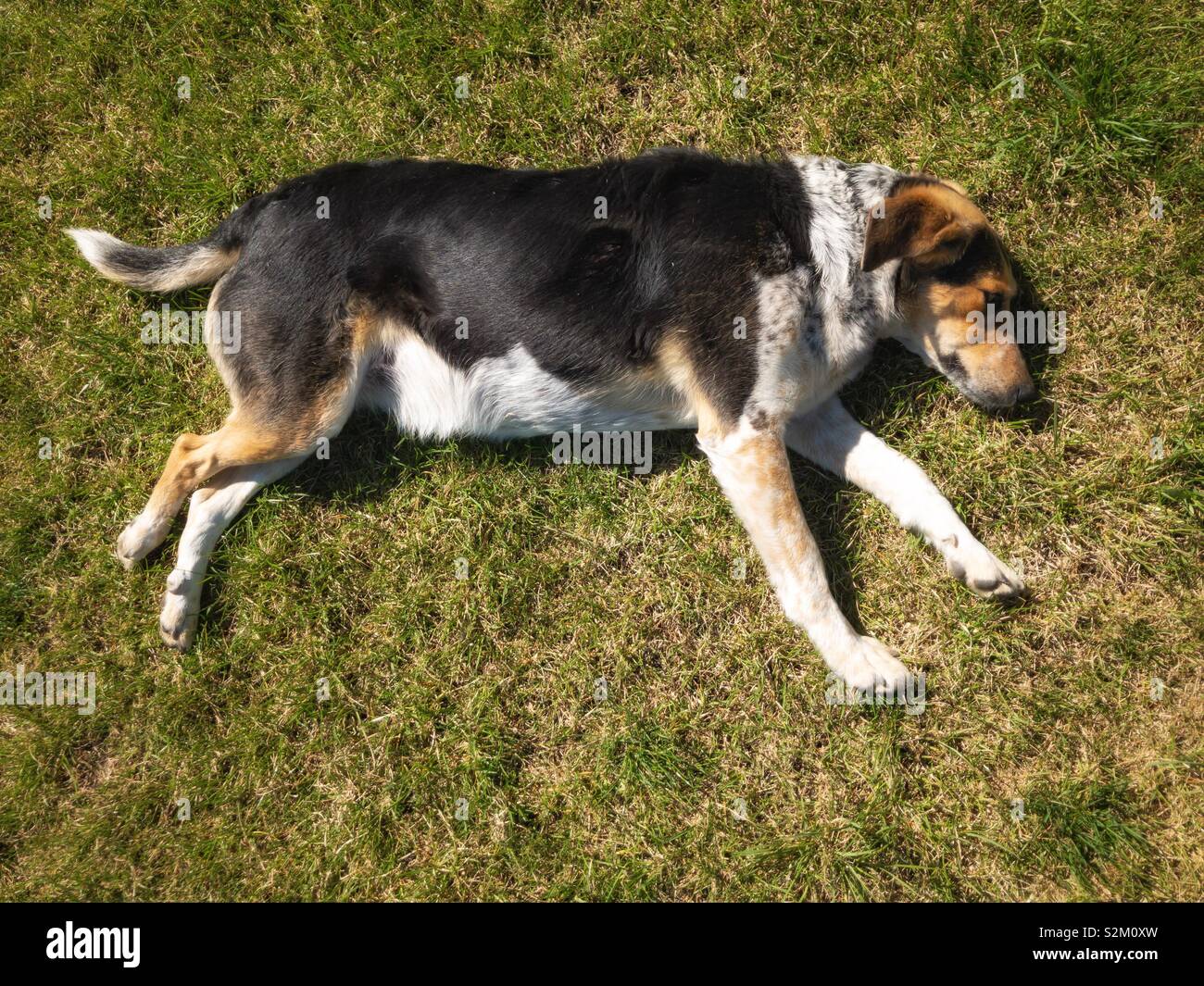 Ansicht von oben auf eine gemischte Rasse Hund liegend auf grünem Rasen Stockfoto