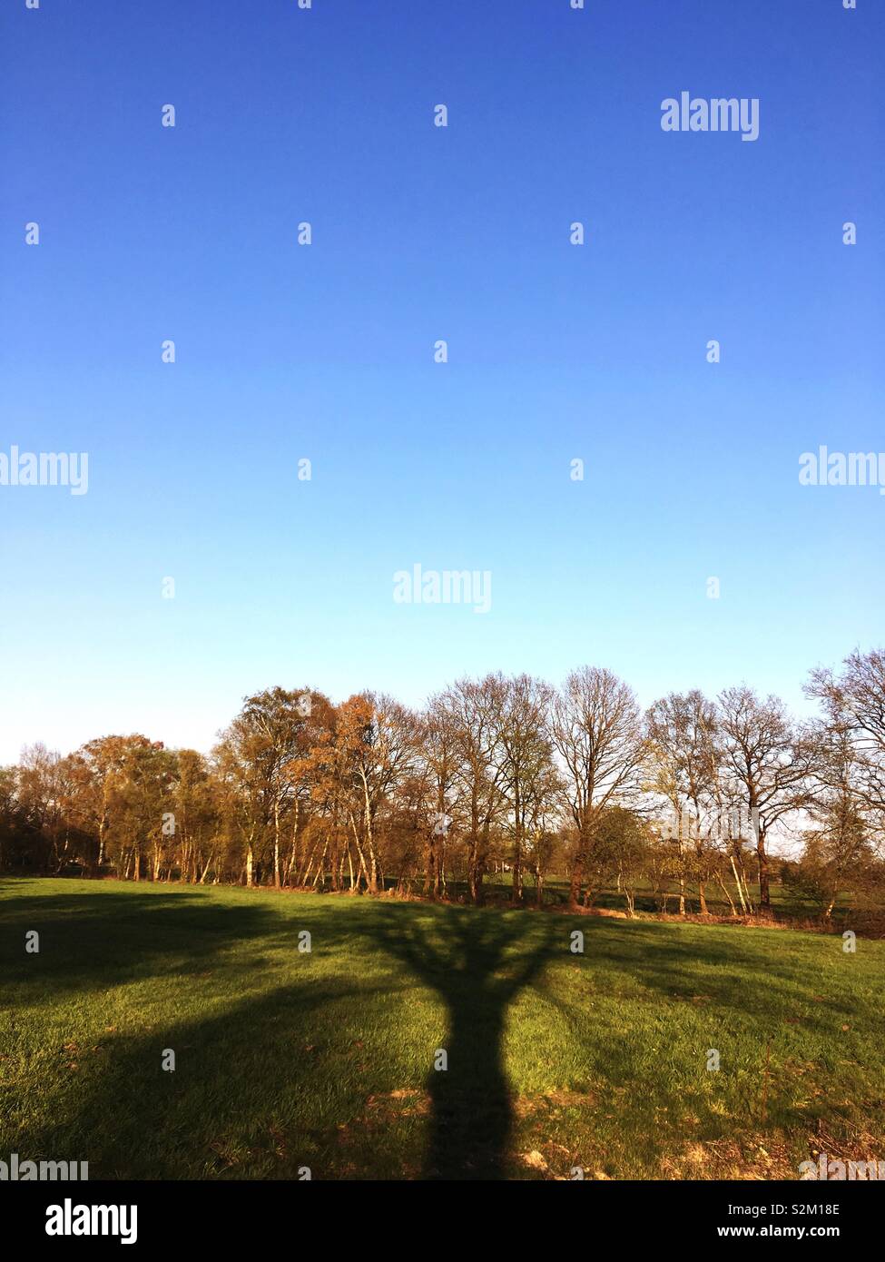 Große Schatten eines Baumes auf einer Wiese zwischen Bremen und Worpswede, Niedersachsen, Deutschland Stockfoto