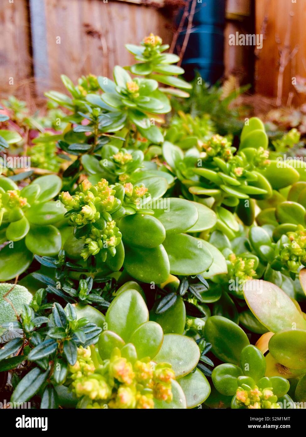 Sukkulenten in Garten Steingarten Stockfoto