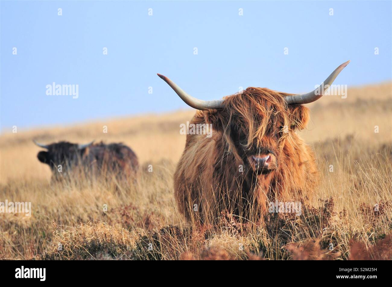 Scottish Highland Rinder Stockfoto