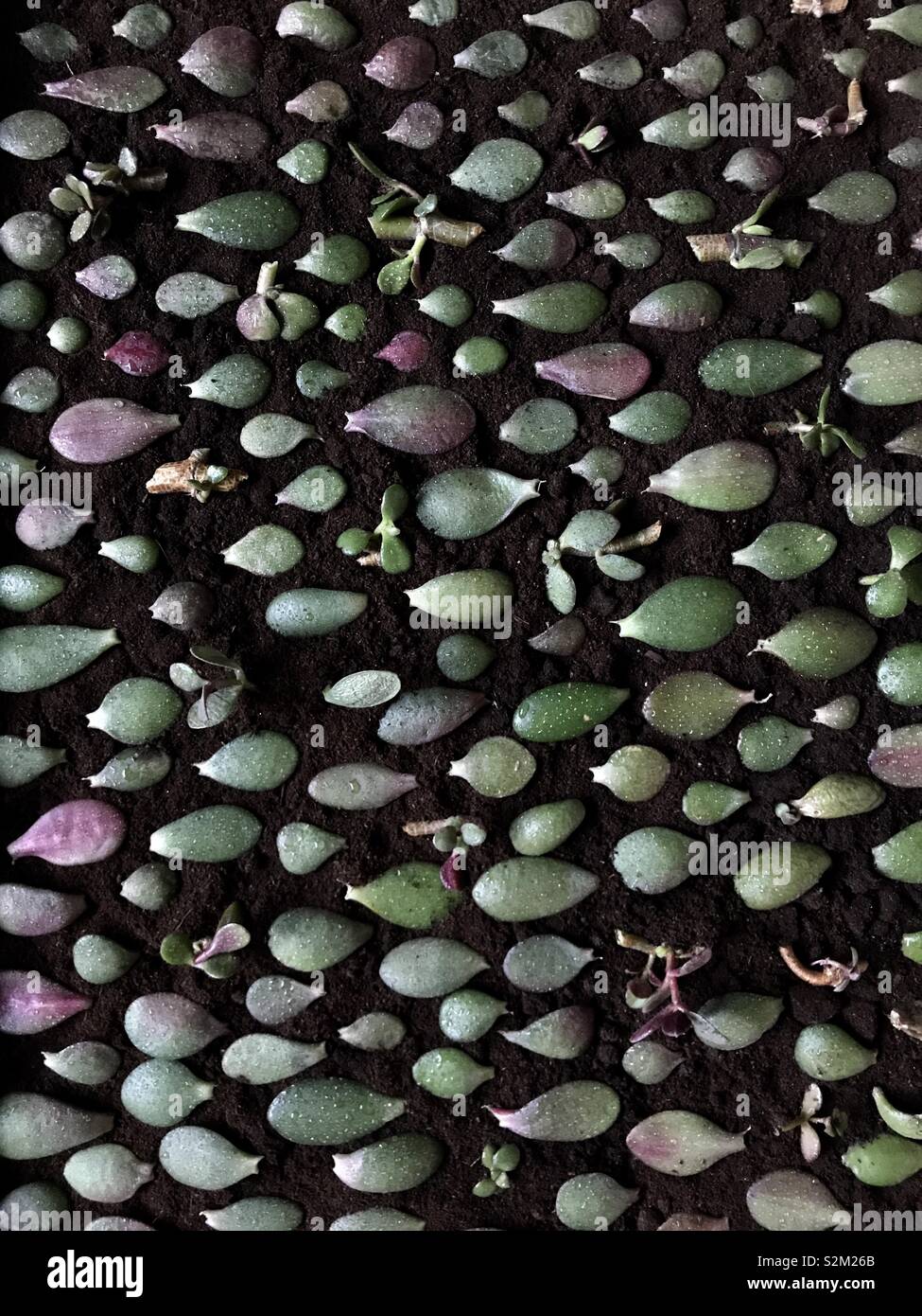 Vermehrungsmaterial Jade Pflanze aus Blättern. Flache Layout Stockfoto