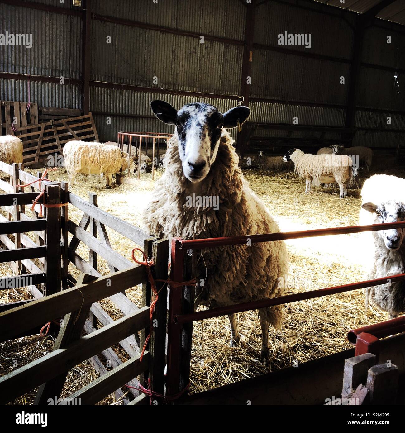 North Country Maultier Schaf Stehend auf einem Tor, Vereinigtes Königreich Stockfoto