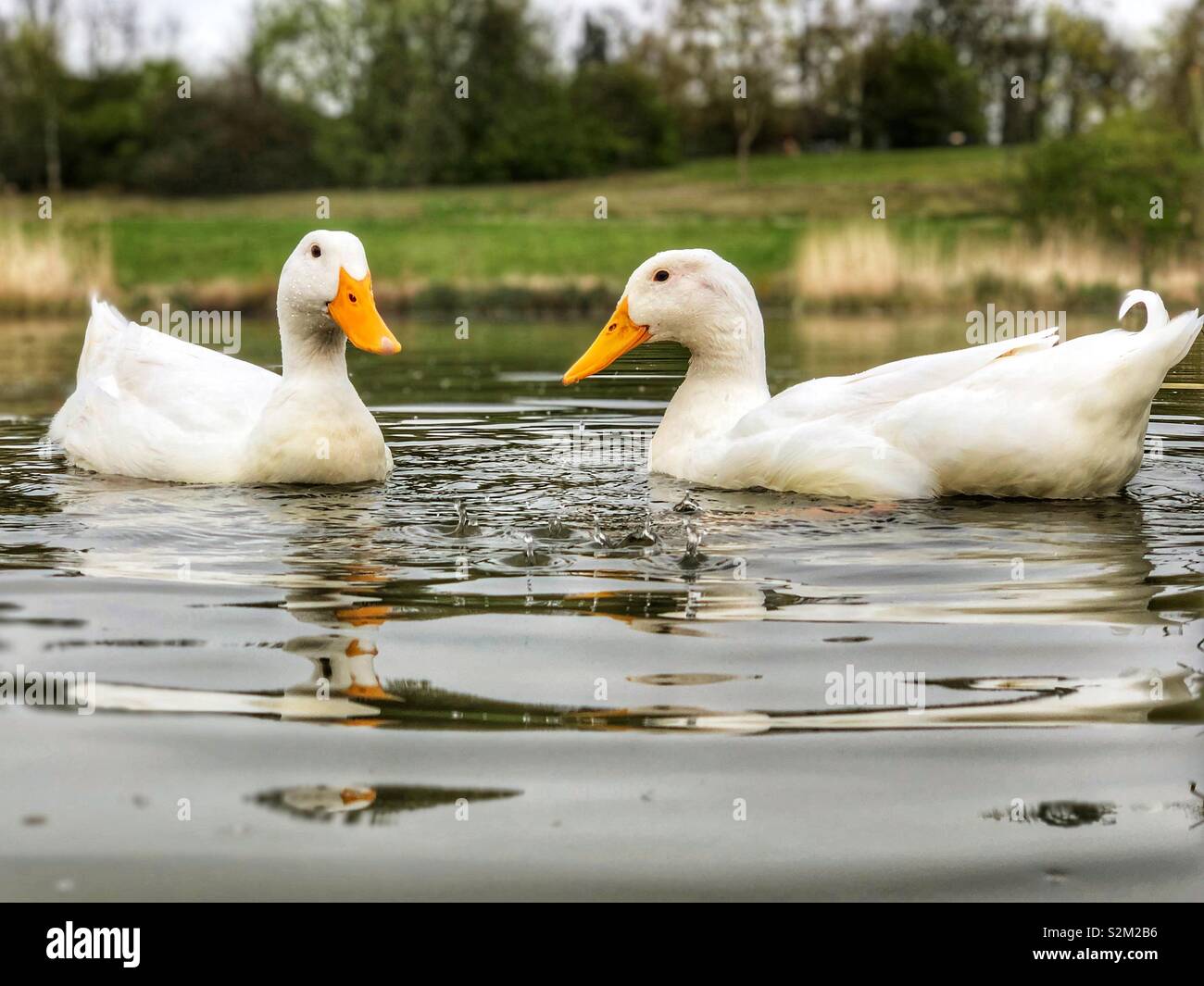Zwei große weiße Enten schwimmen in einem See Stockfoto