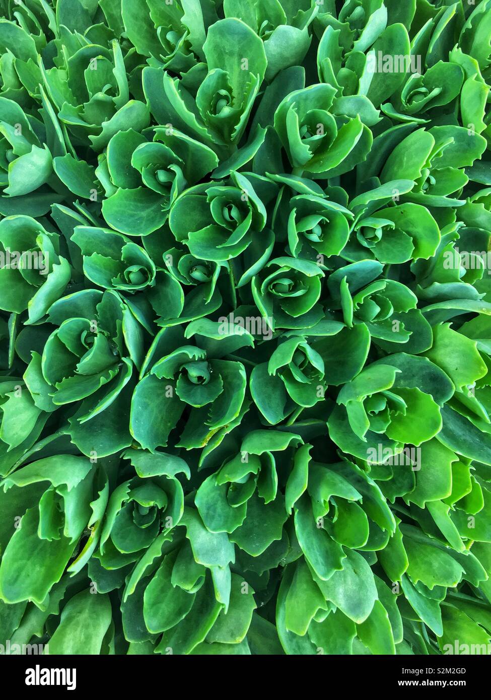 Beliebte Garten pflanzen Sedum, neon Mauerpfeffer, Leben-für-immer, orpine Stockfoto