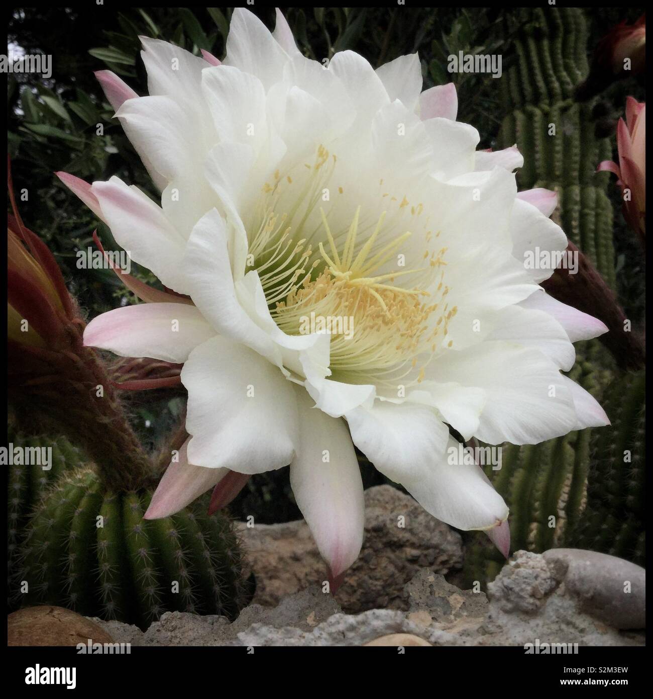 Wei blhender kaktus -Fotos und -Bildmaterial in hoher Auflsung  Alamy