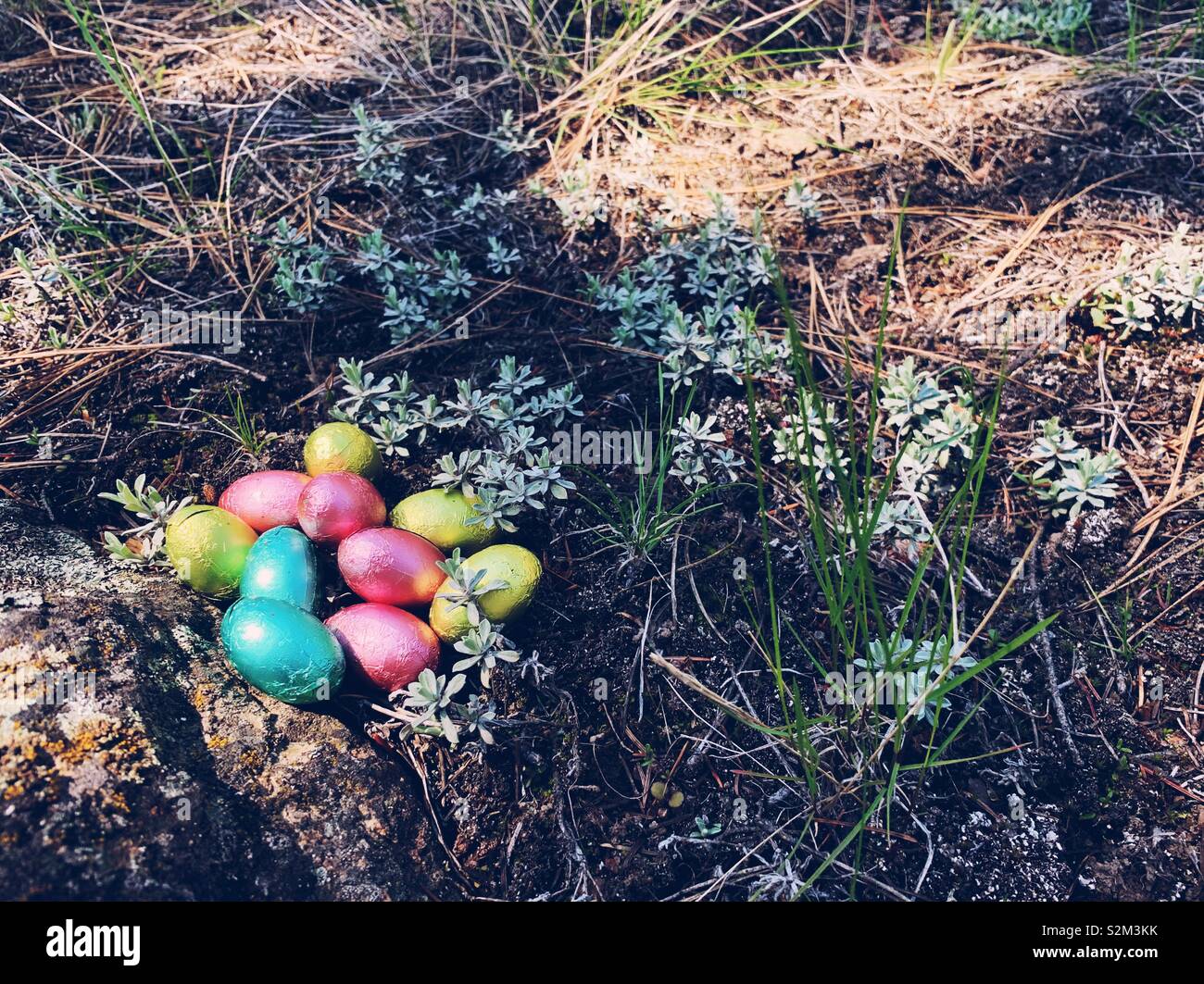Folie eingewickelt Schokolade Ostereier auf Waldboden im Freien an einem sonnigen Frühlingstag. Stockfoto