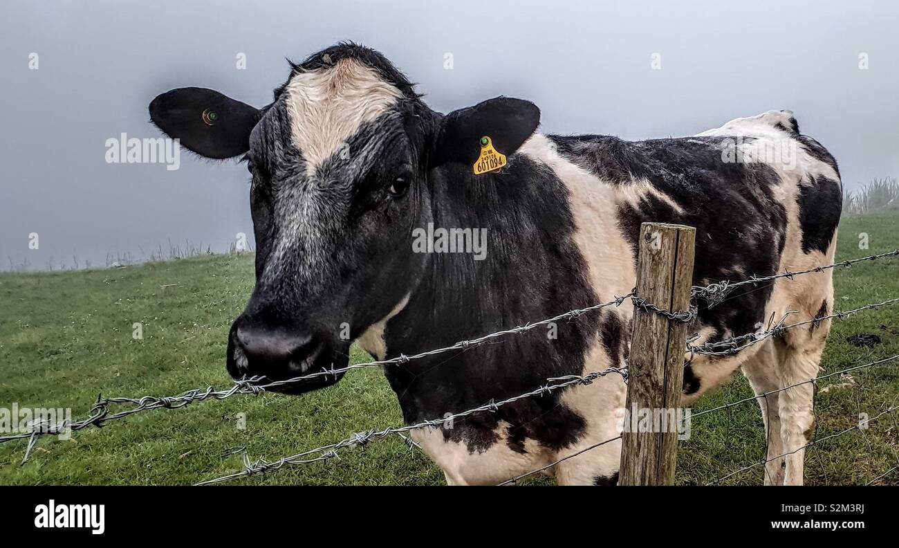 Kuh im Feld Stockfoto