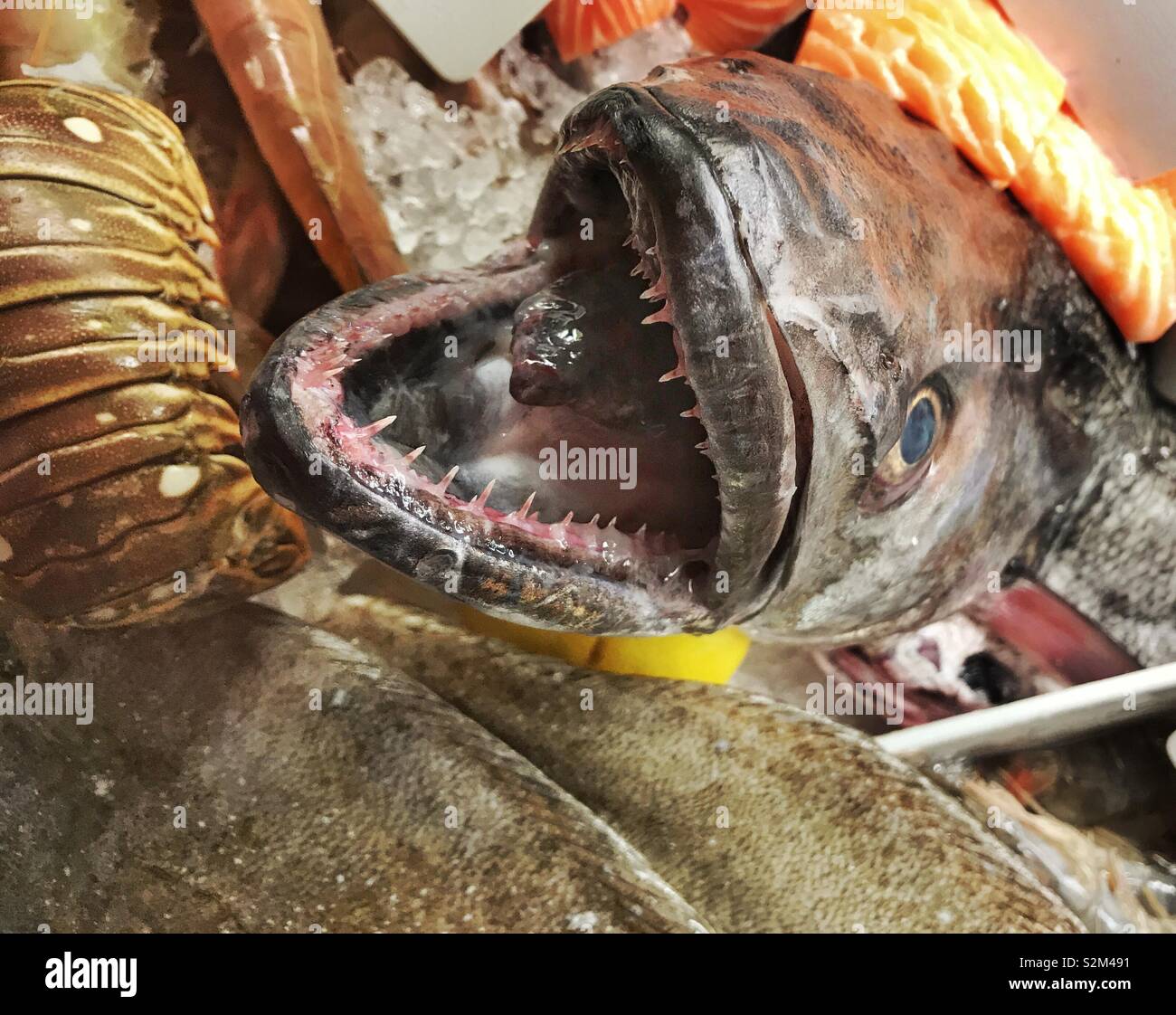 Großen frischen Fisch mit scharfen Zähnen in einem fischhändler Stockfoto