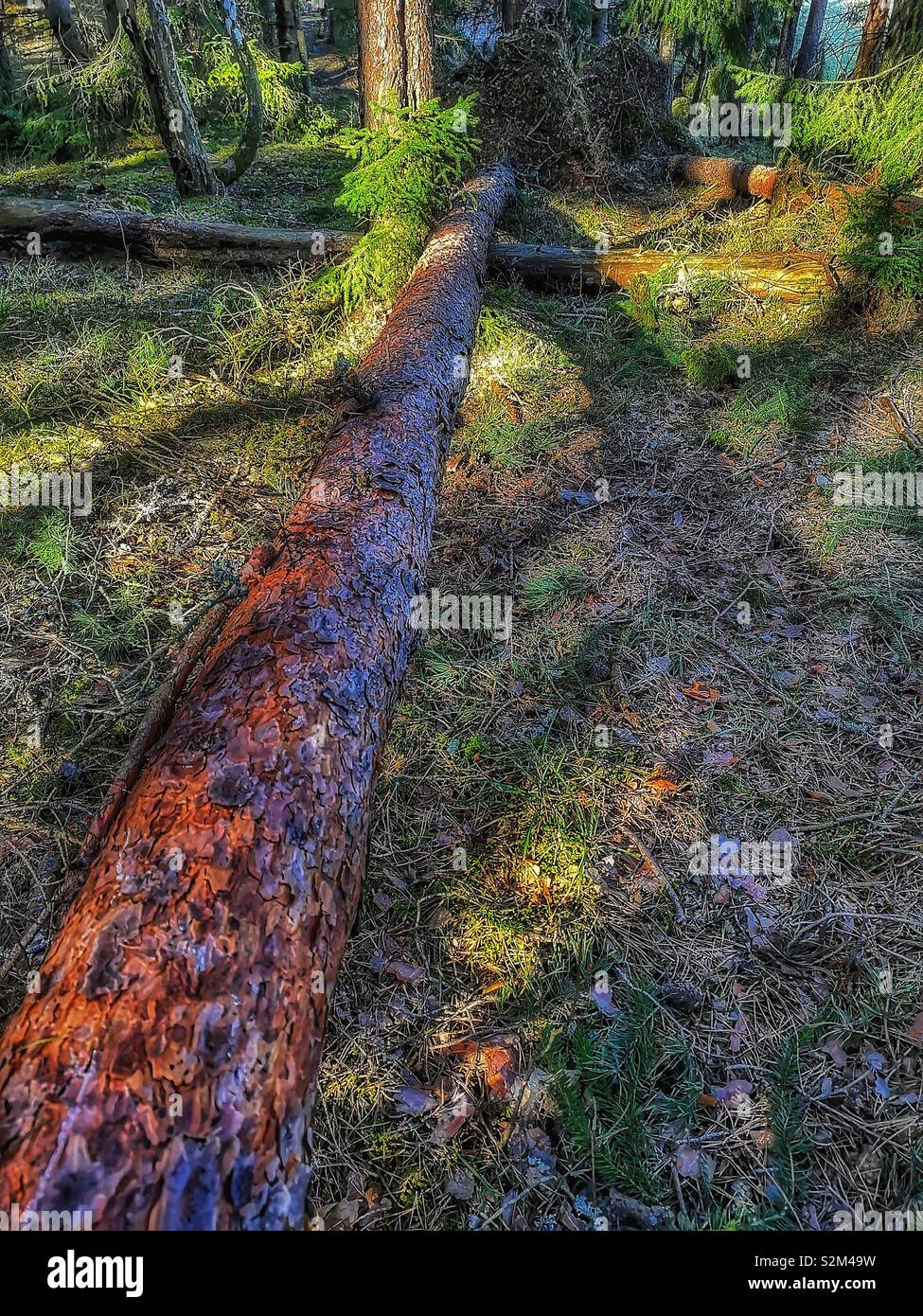 Gefallenen Baum tief im Wald unter Sonnenlicht und Schatten, Schweden Entwurzelte, Skandinavien - Smartphone-aufgenommenes Stockfoto