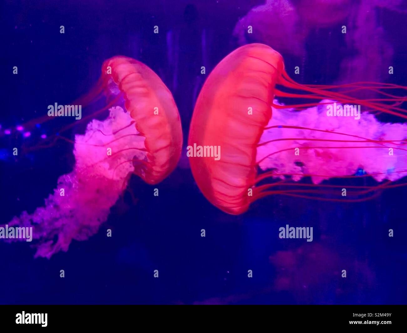 Zwei Qualle mit langen tentakeln stehen sich in einem Aquarium Stockfoto