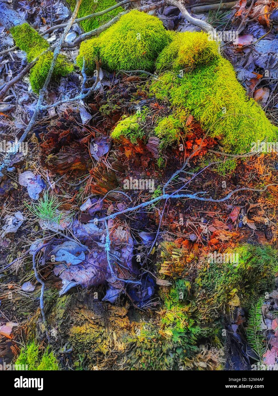 Moos auf Felsen auf Waldboden mit Blätter und Zweige, Schweden, Skandinavien Stockfoto