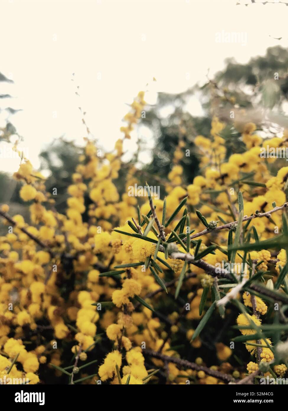 Golden wattle Schwingungen in eine kühle Brise. Stockfoto