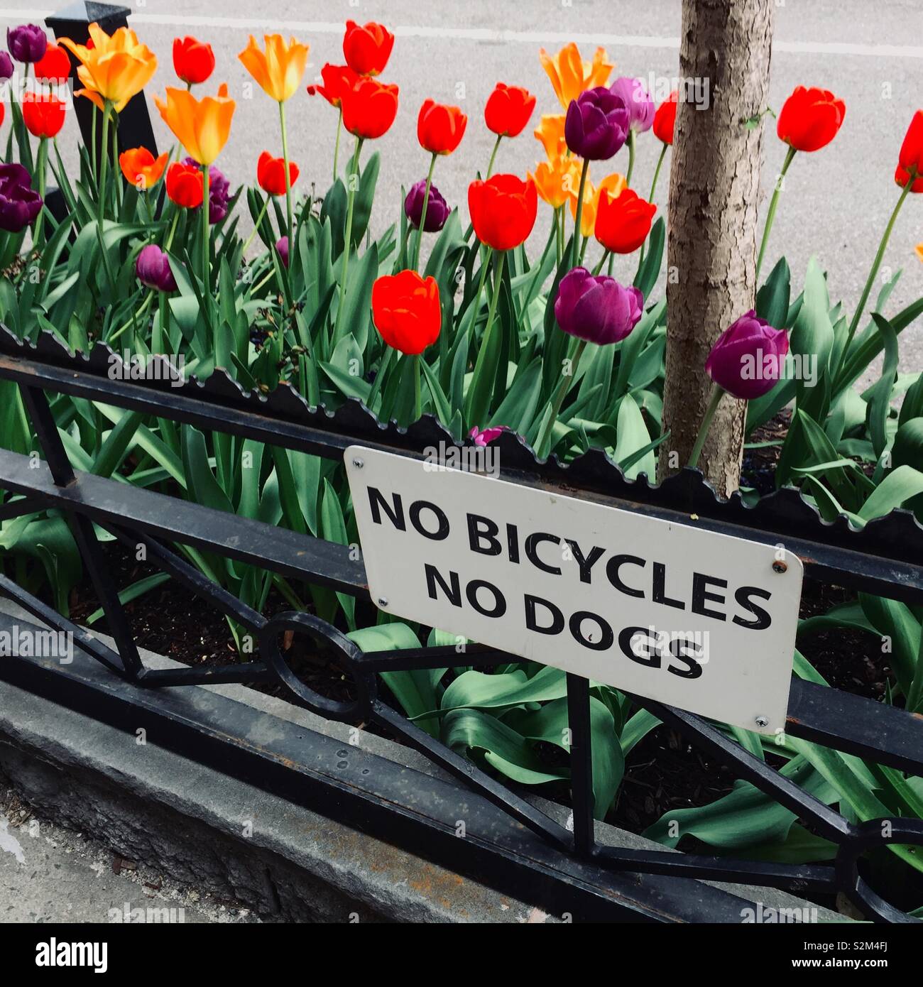 Stadt baum Grube mit Tulpen und Fechten mit Zeichen keine Fahrräder keine Hunde Stockfoto