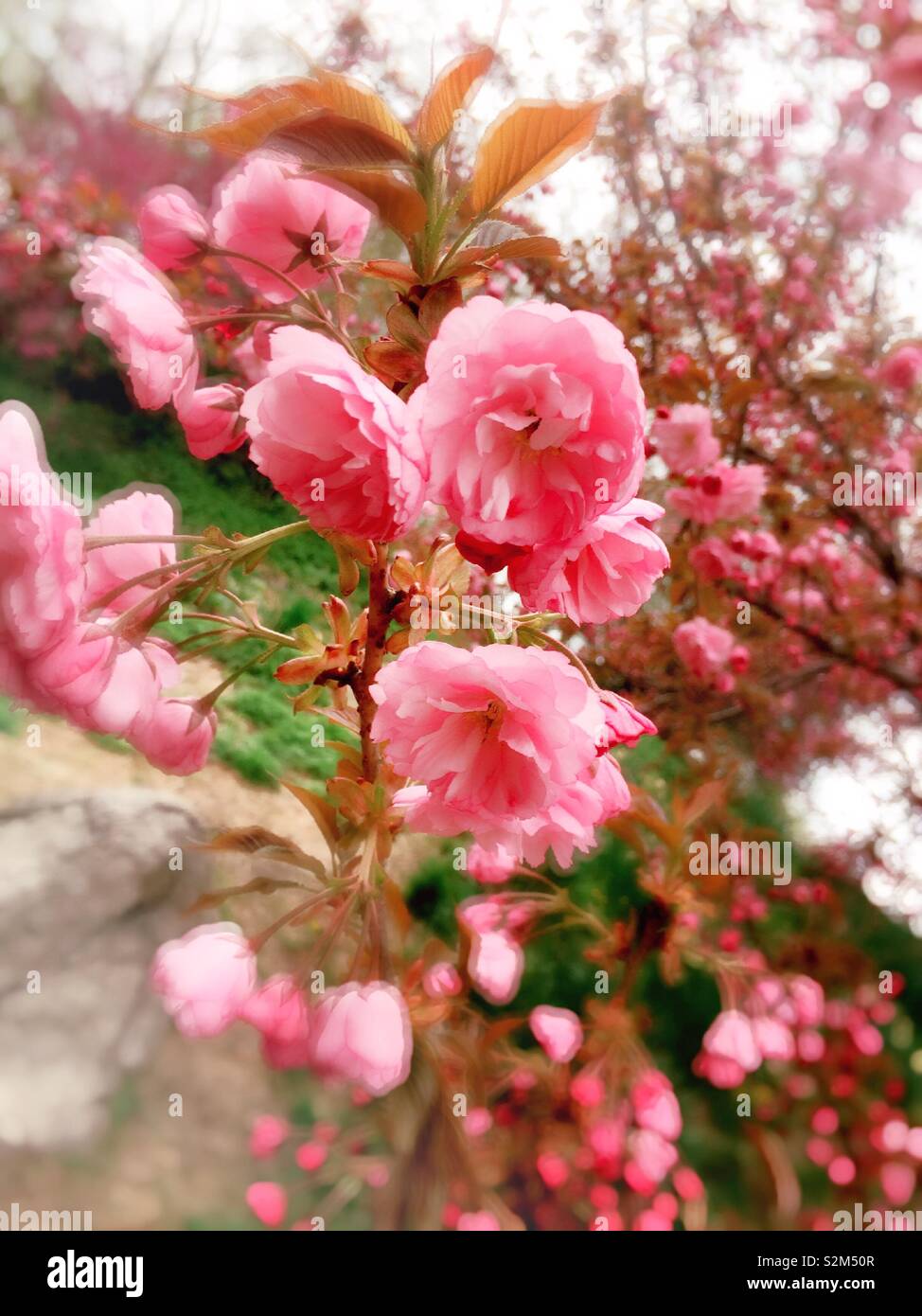 Im Central Park mit blühenden rosa Kwanzan Kirschbäume, NYC, USA Frühling Stockfoto