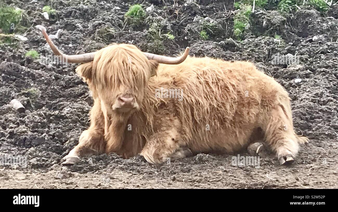 Highland Kuh in Schottland Stockfoto