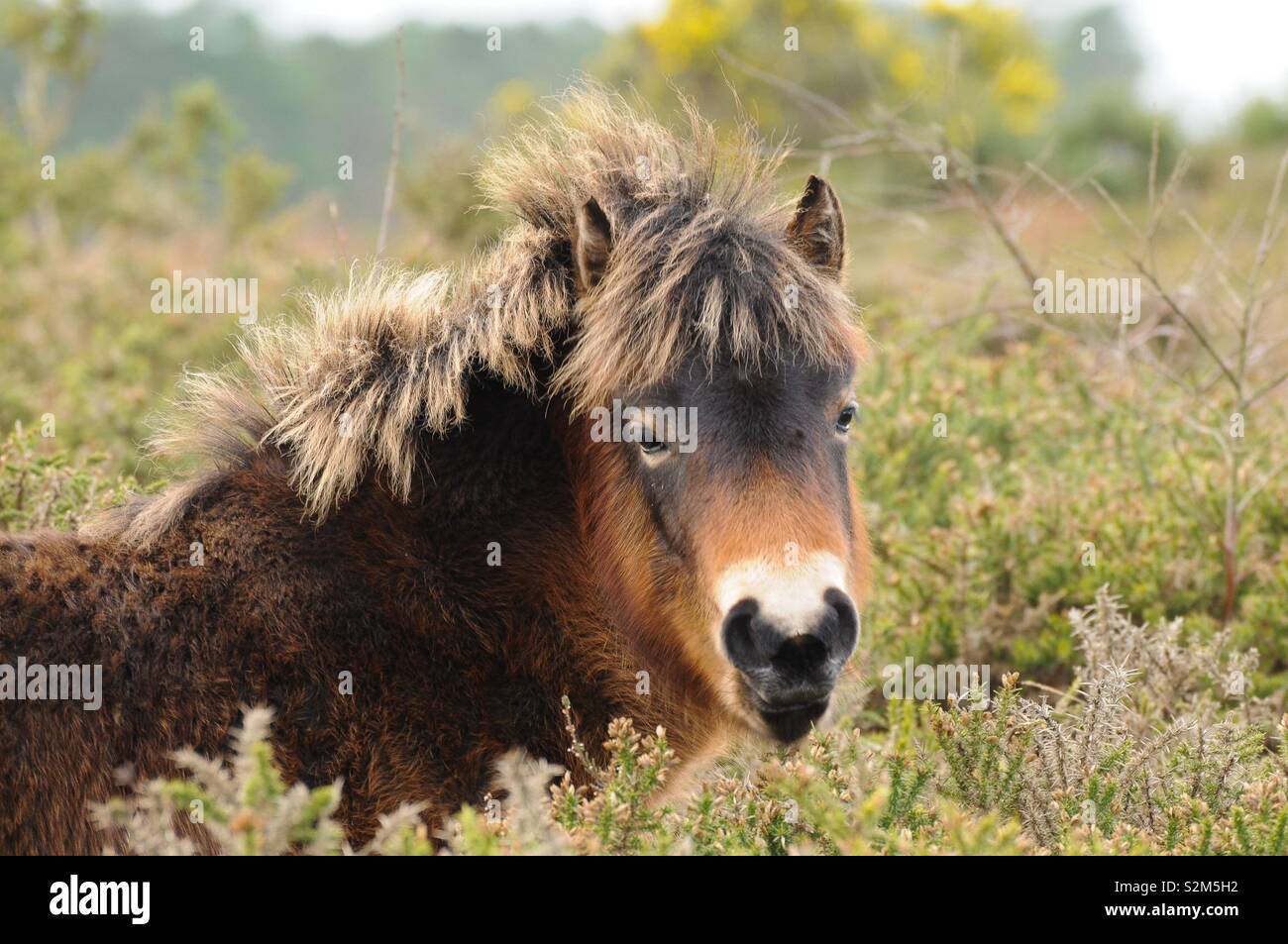 Exmoor pony Hälfte in Ginster ausgeblendet Stockfoto