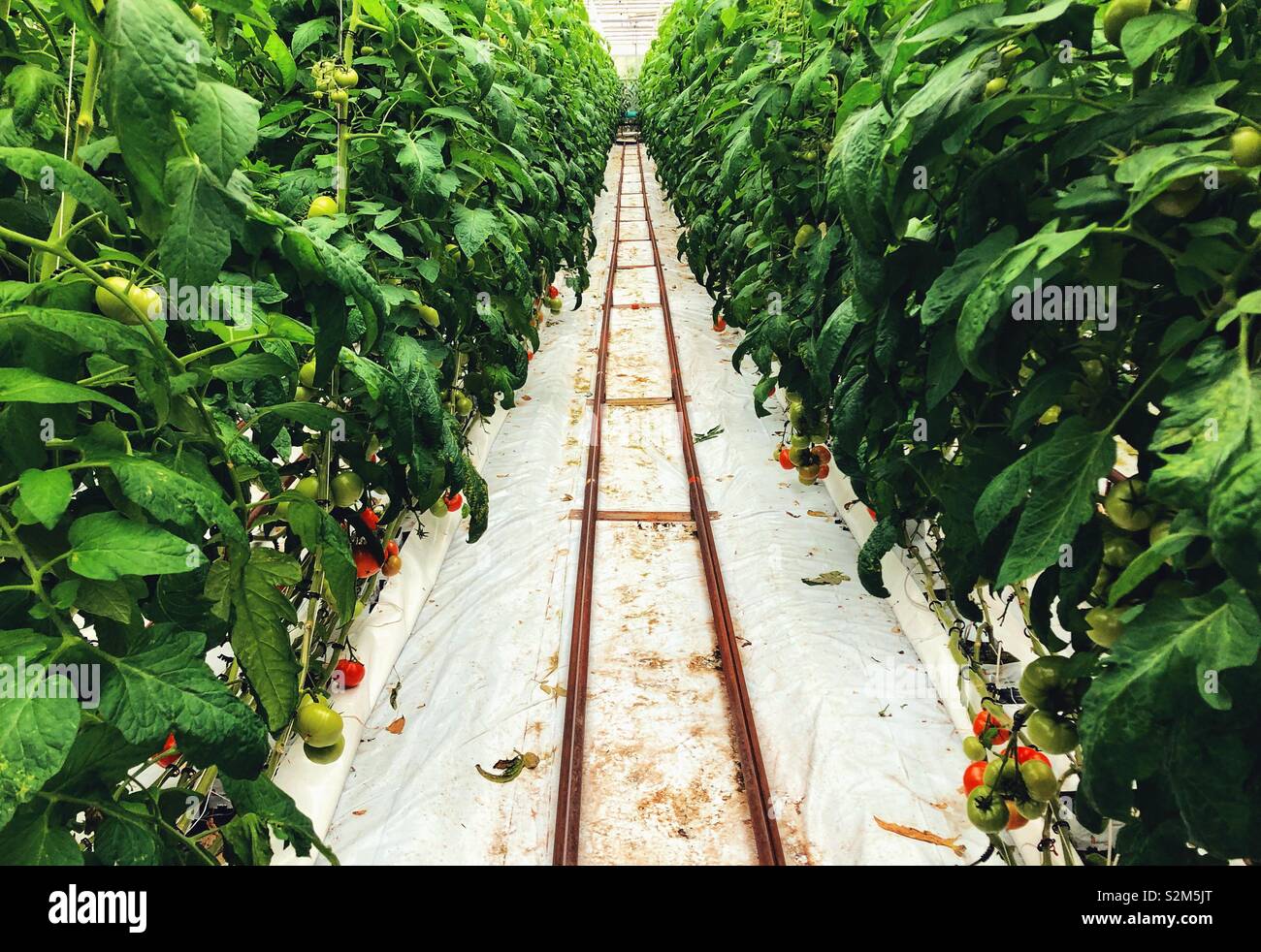 Reihen von Tomaten Pflanzen im Gewächshaus Stockfoto