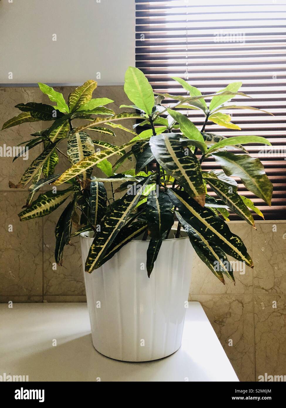 Badezimmer Zimmerpflanze - Smartphone-aufgenommenes Stockfoto