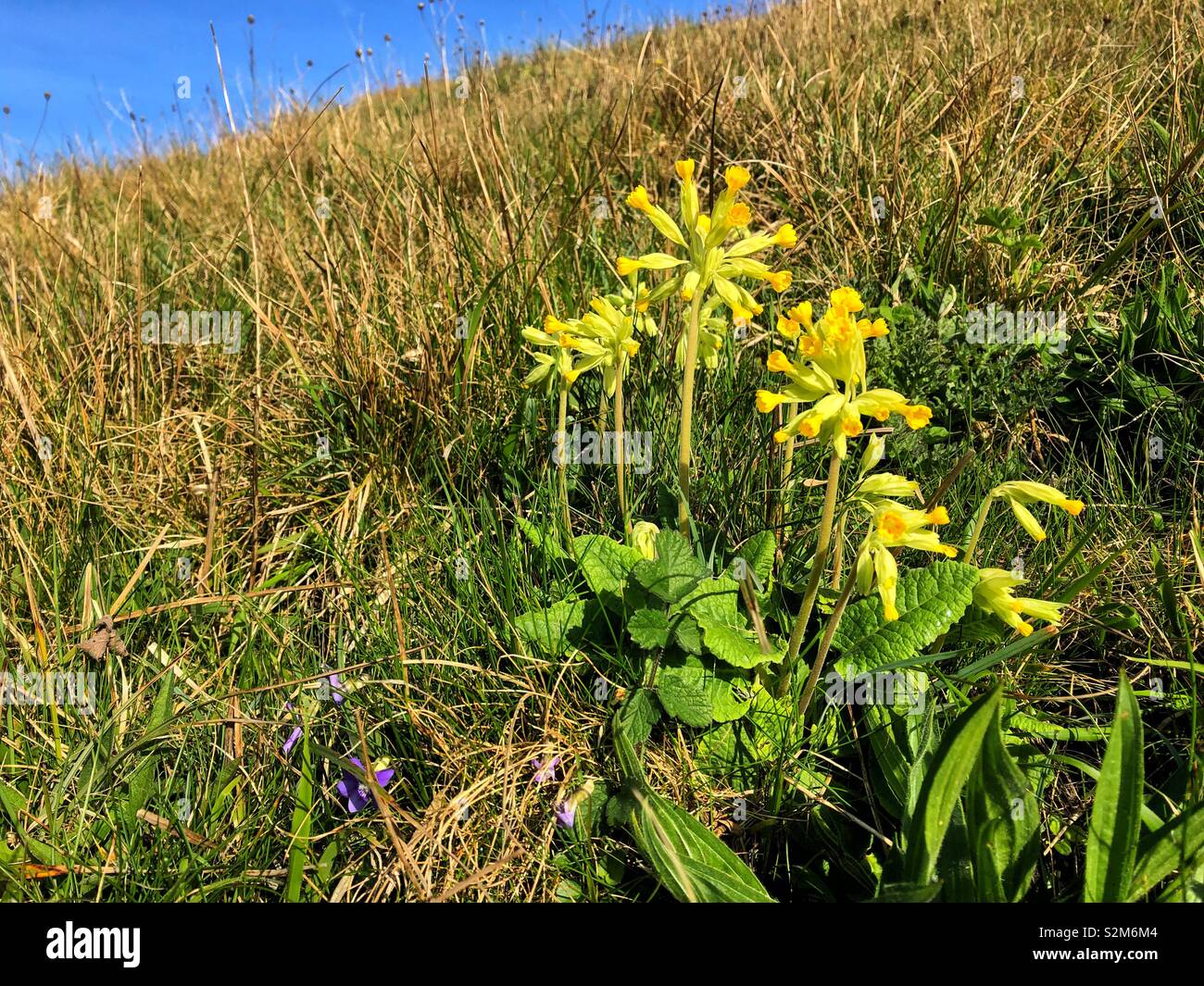 Cowslips (Primula Veris) und Veilchen wachsen auf dem South Wales Küste im April. Stockfoto