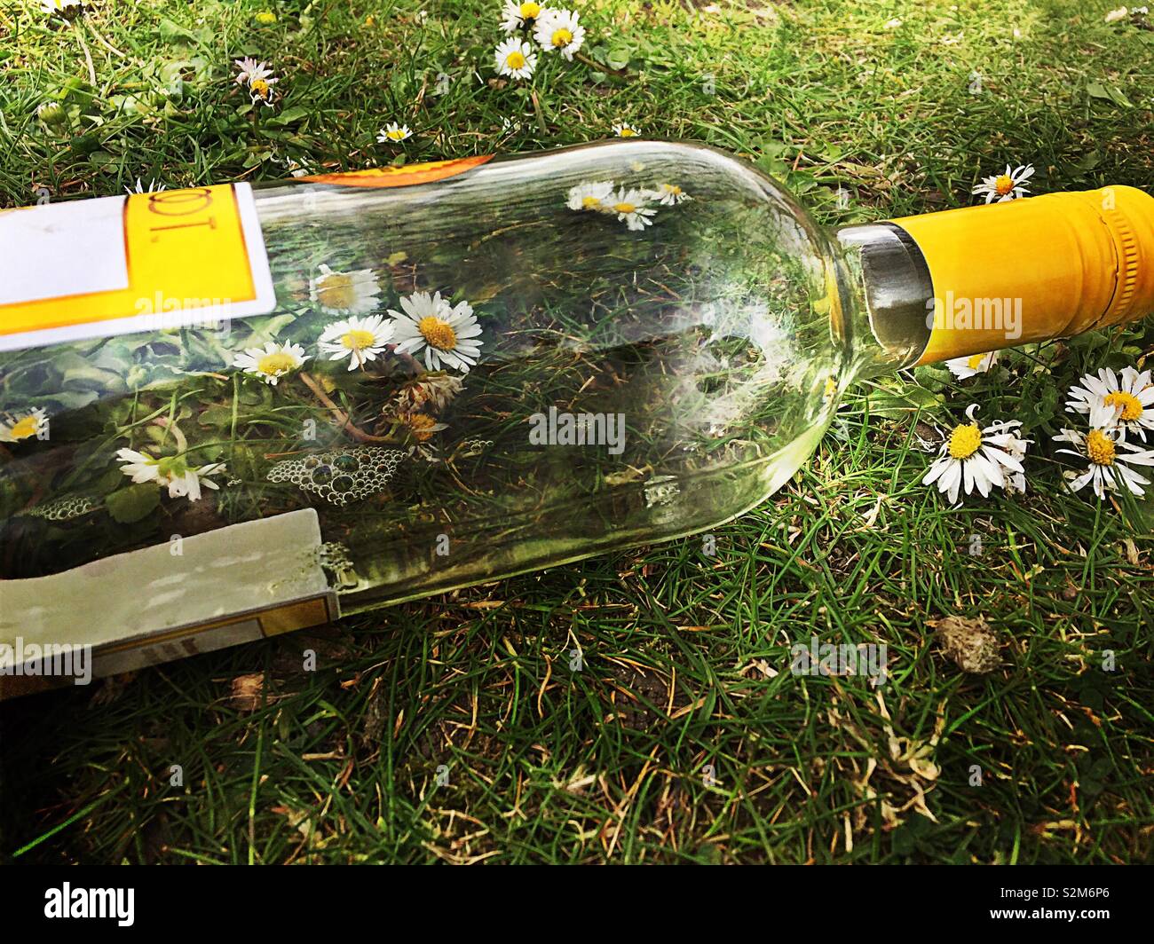 Klar Weinflasche auf Gras mit Gänseblümchen. Picknick Wurf links Stockfoto