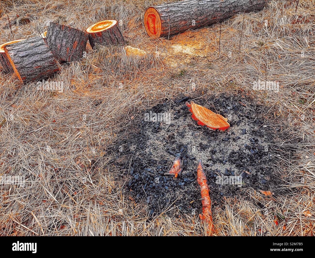 Asche von Ausgebrannten Feuer und frisch geschnitten Protokolle, Schweden, Skandinavien Stockfoto
